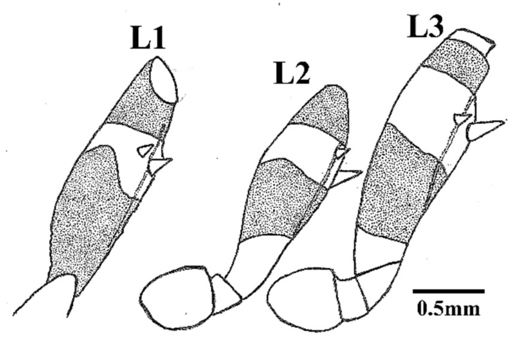 Insects 12 00686 g006 550
