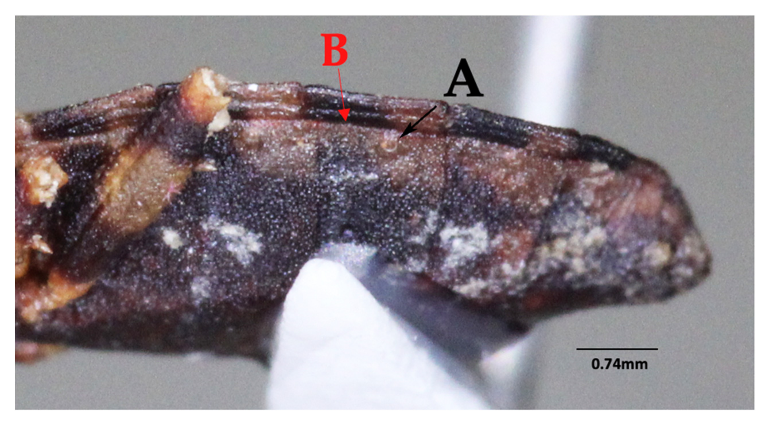 Insects 12 00686 g007 550