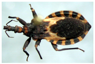 Insects 12 00686 i015