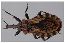 Insects 12 00686 i016