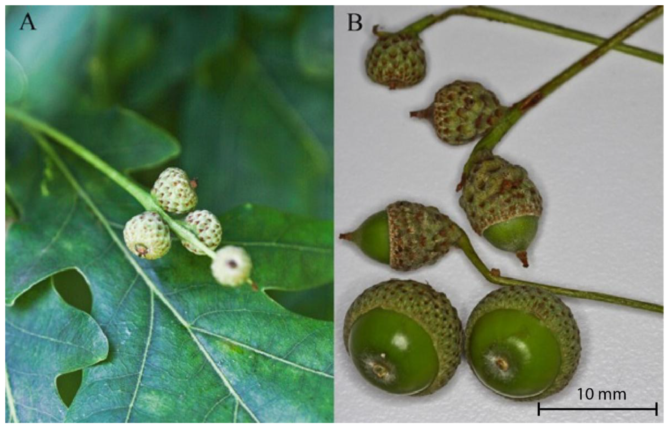 Insects 12 00687 g004 Insects 12 00687 g004