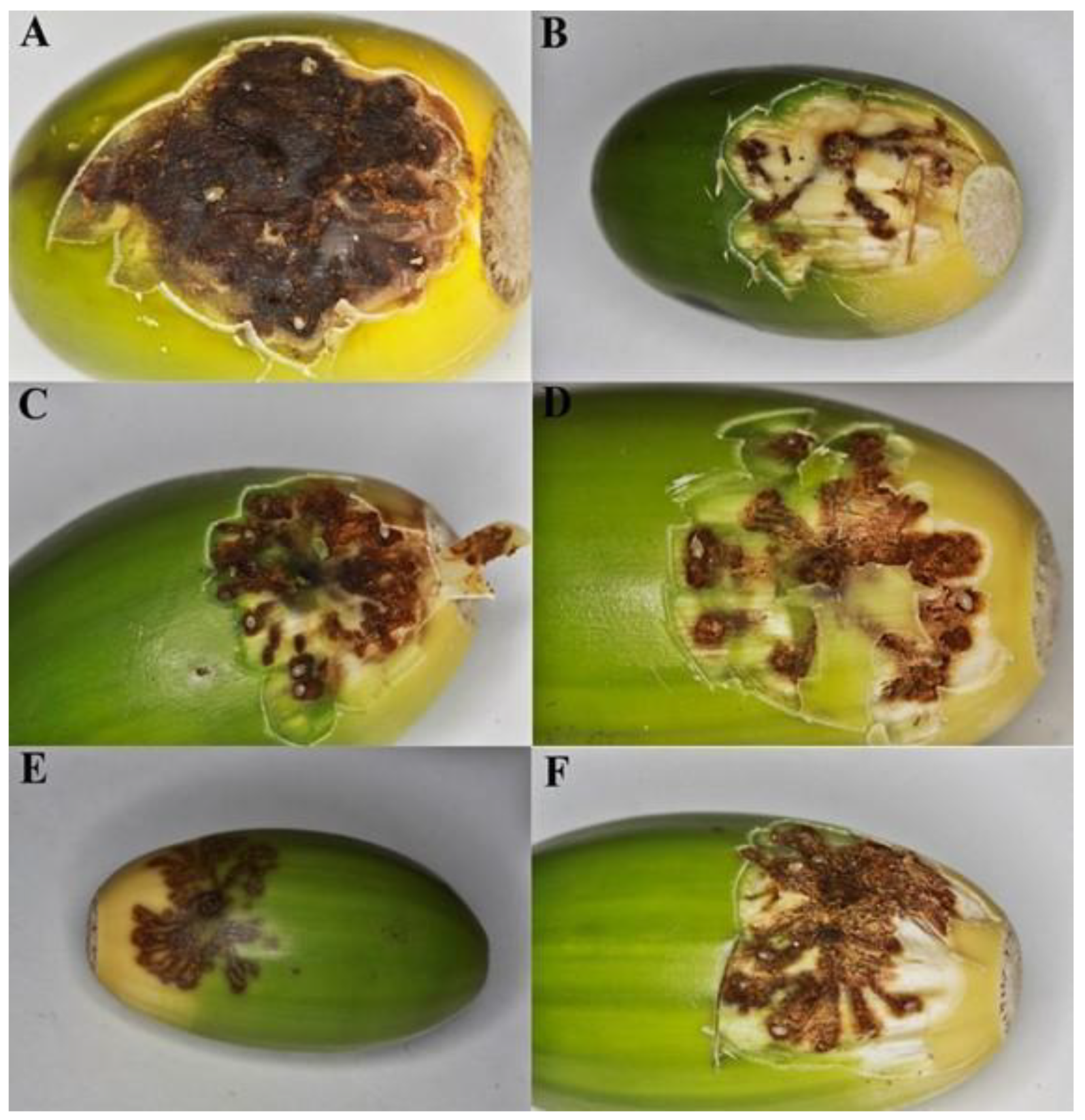 Insects 12 00687 g005 Insects 12 00687 g005