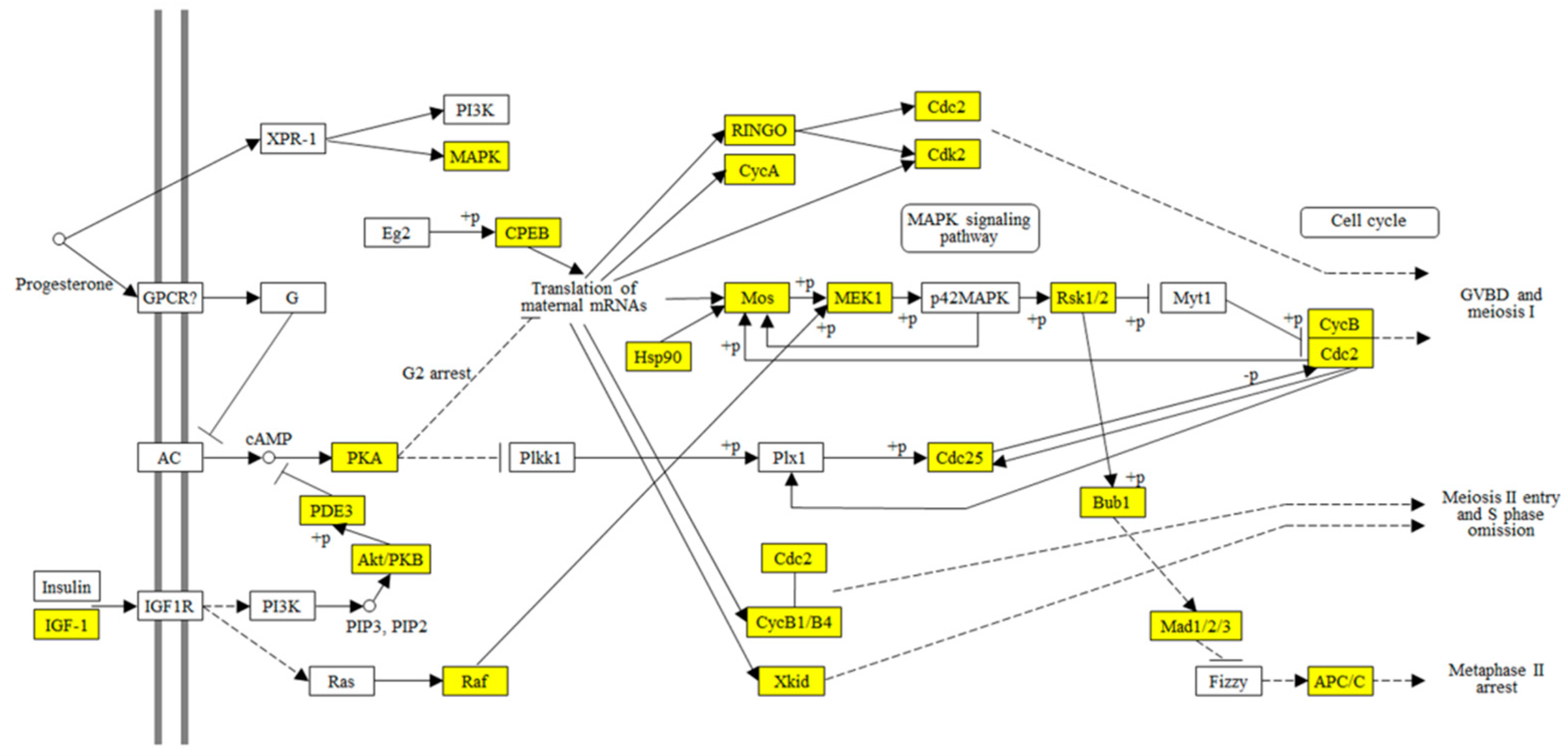 Insects 12 00693 g006
