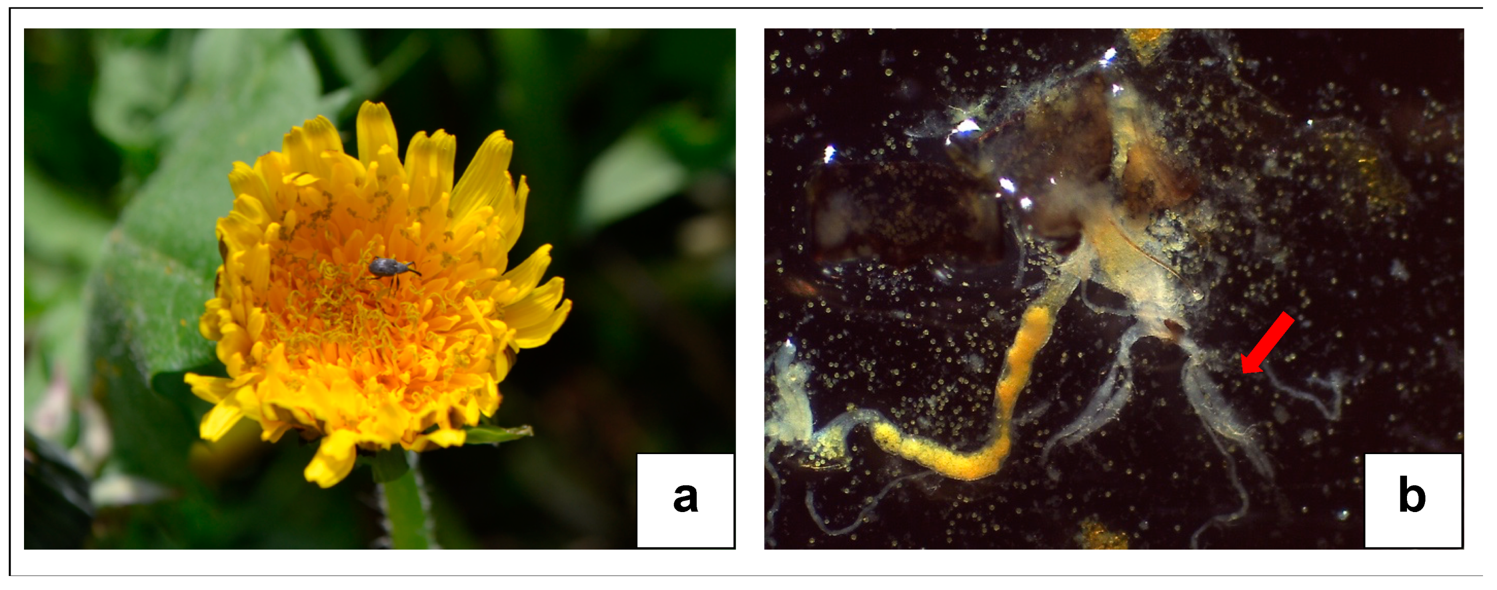 Insects 12 00701 g002