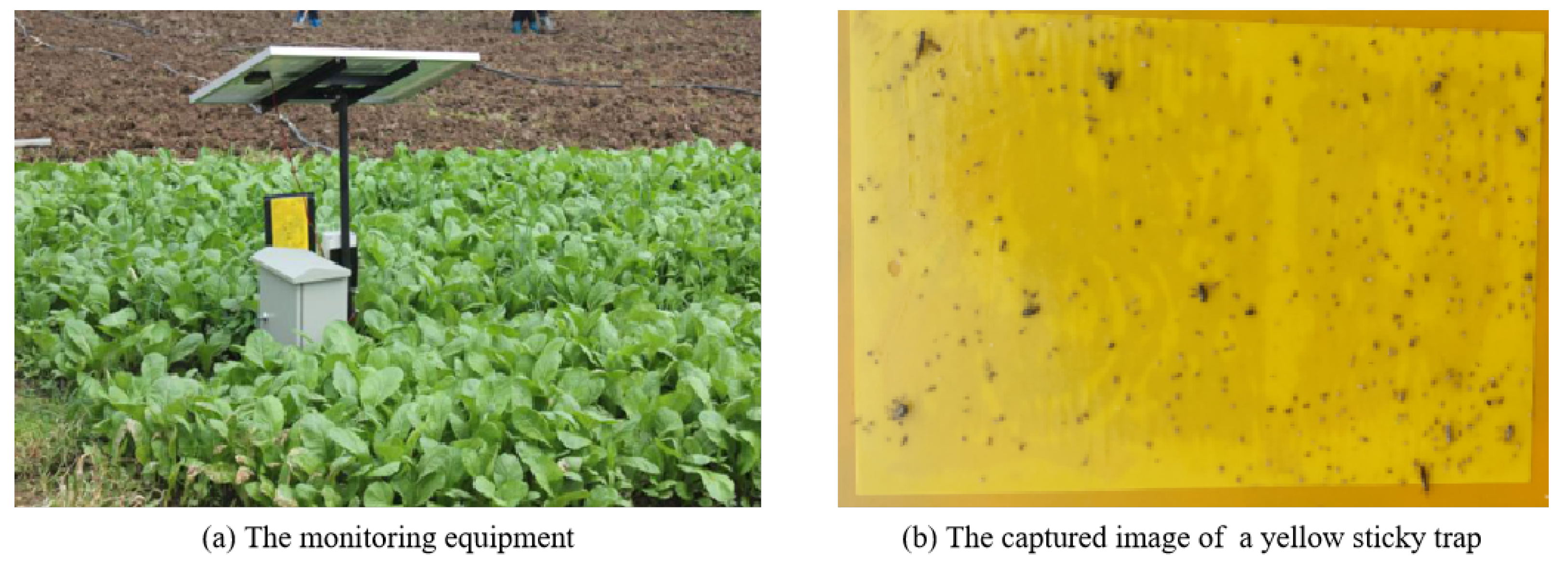 Insects 12 00705 g001 550