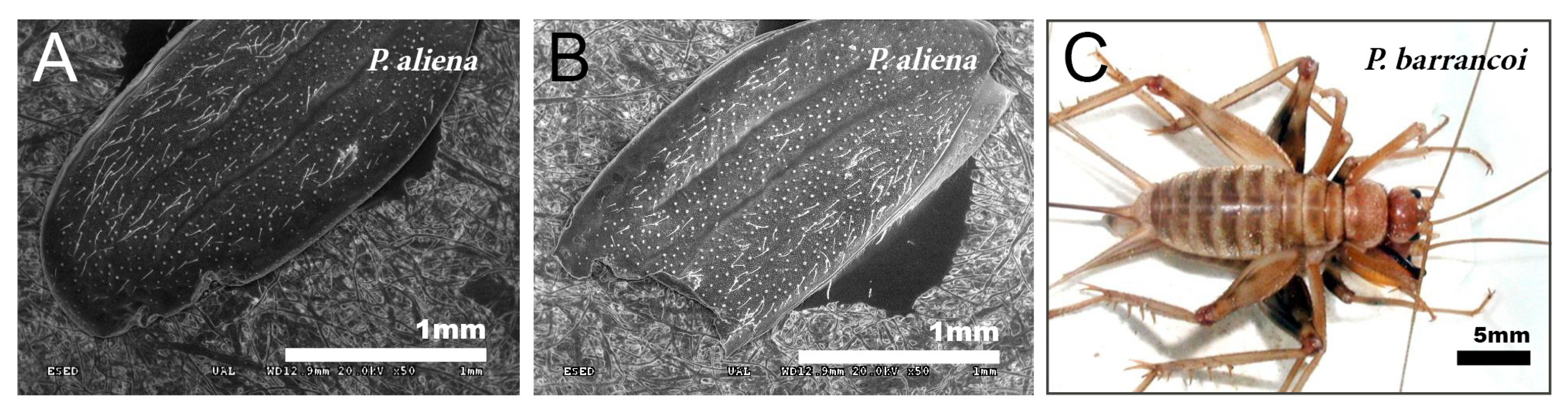 Insects 12 00708 g006 Insects 12 00708 g006