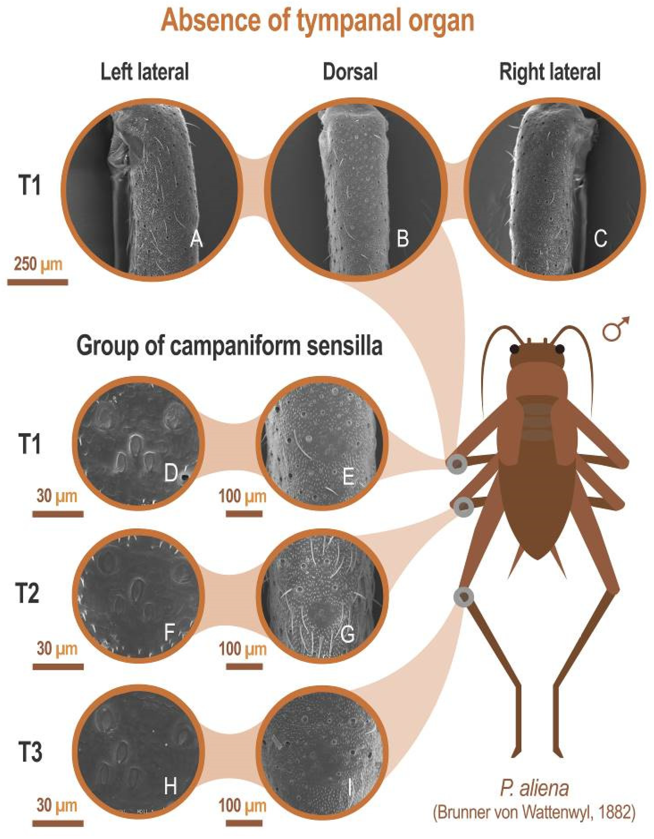 Insects 12 00708 g007 Insects 12 00708 g007