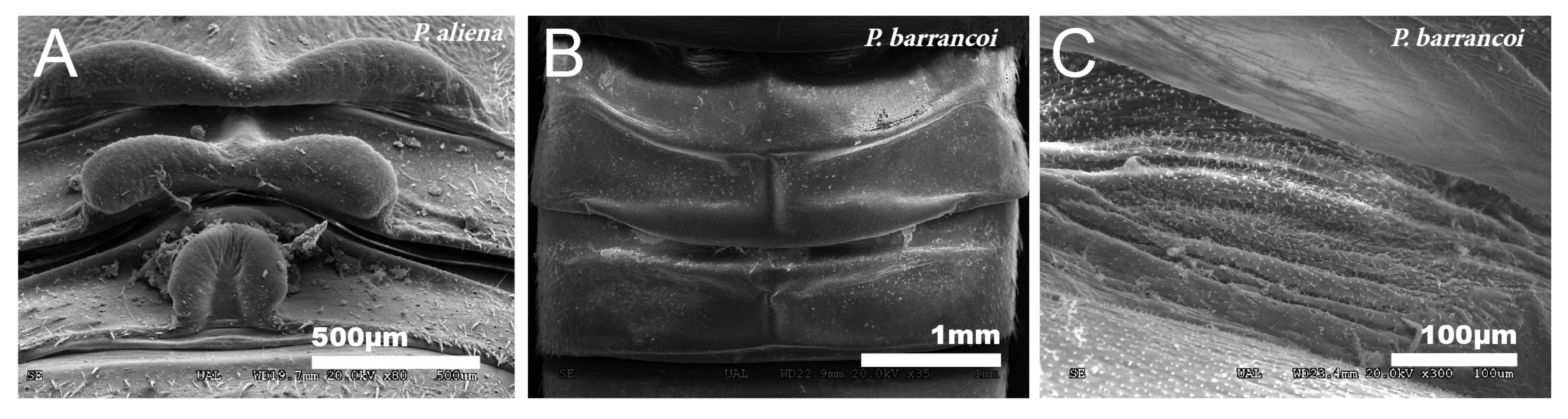 Insects 12 00708 g009 Insects 12 00708 g009