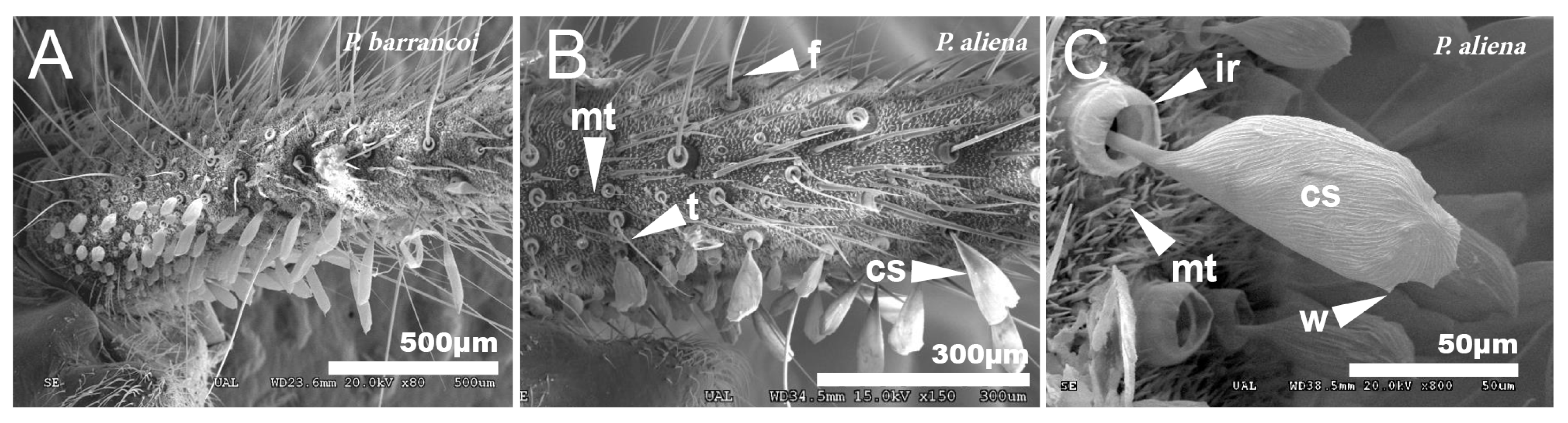 Insects 12 00708 g010 Insects 12 00708 g010
