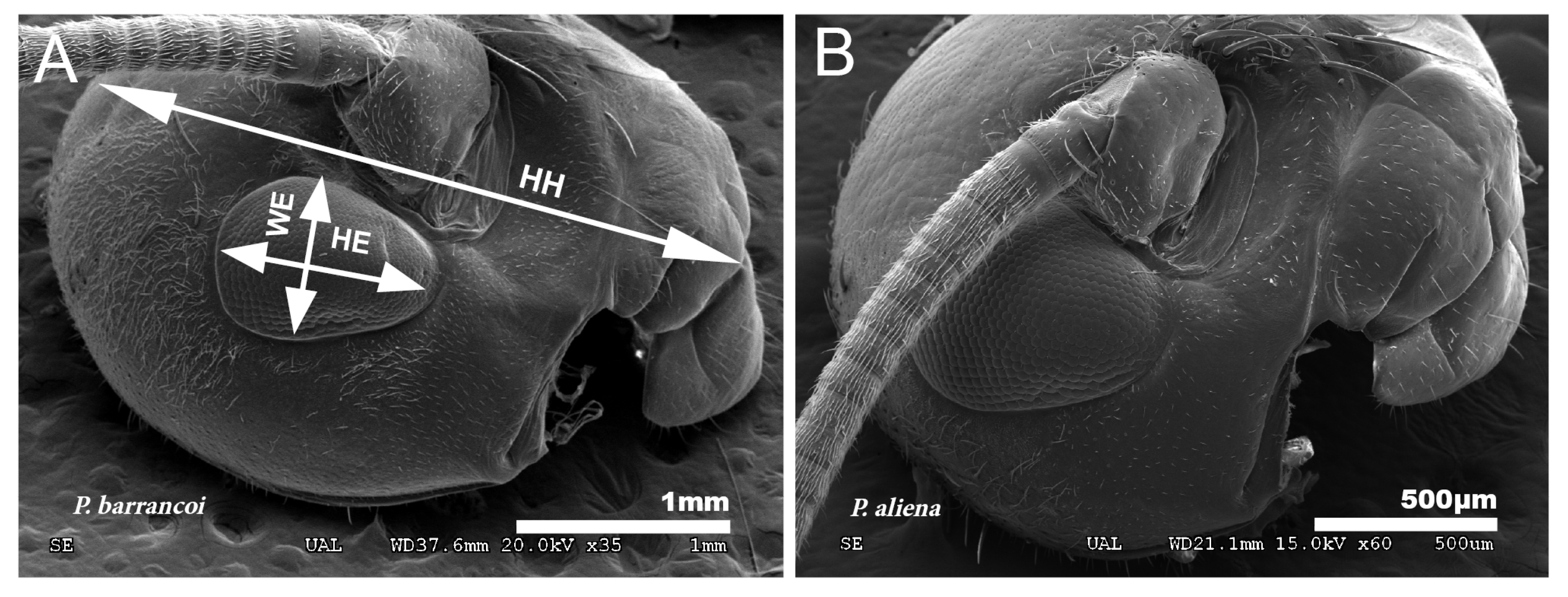 Insects 12 00708 g011 Insects 12 00708 g011