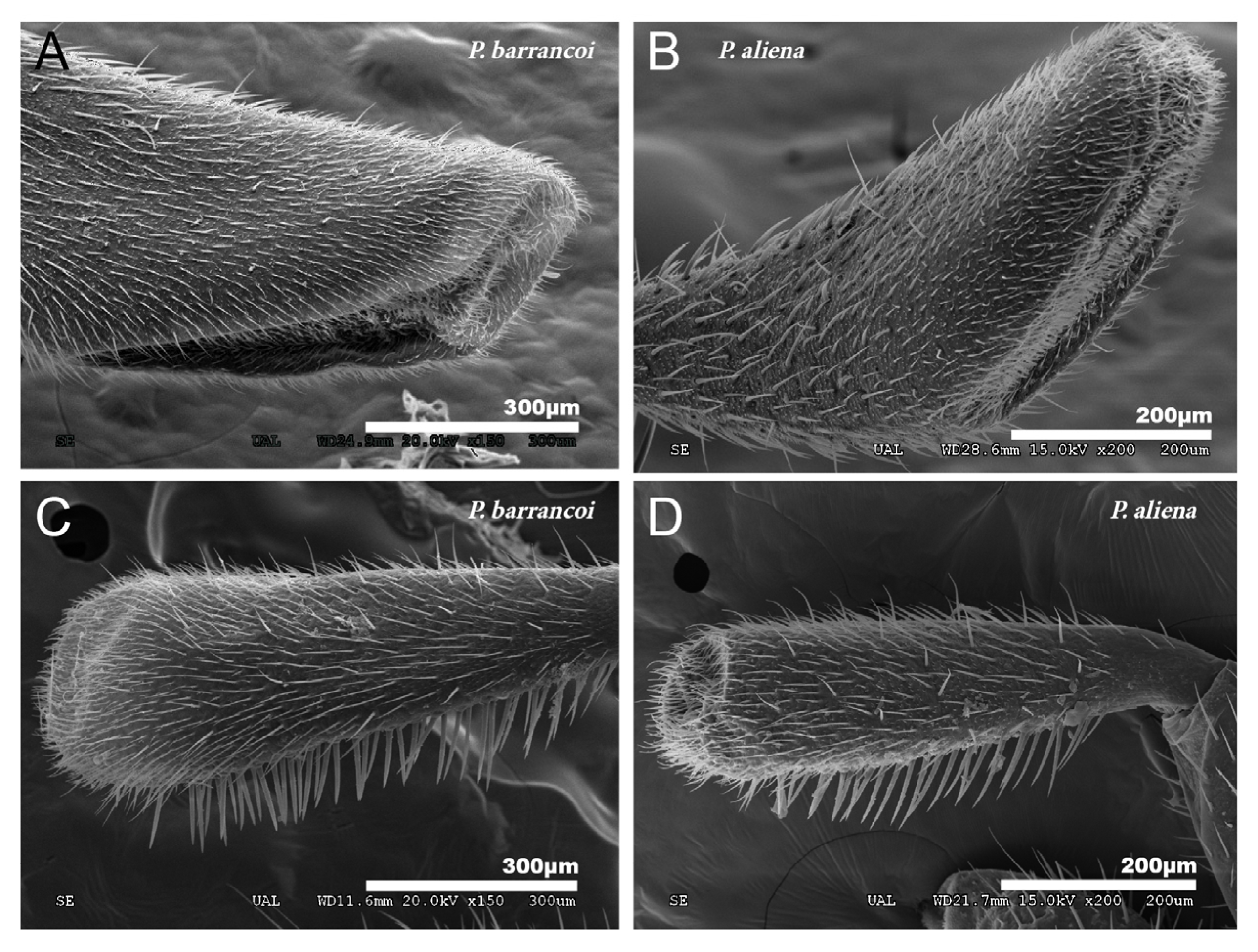 Insects 12 00708 g012 Insects 12 00708 g012