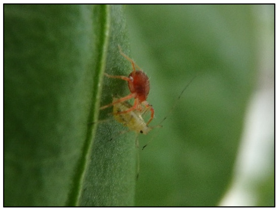 Molecular identification of spiders preying on Empoasca vitis in a tea  plantation