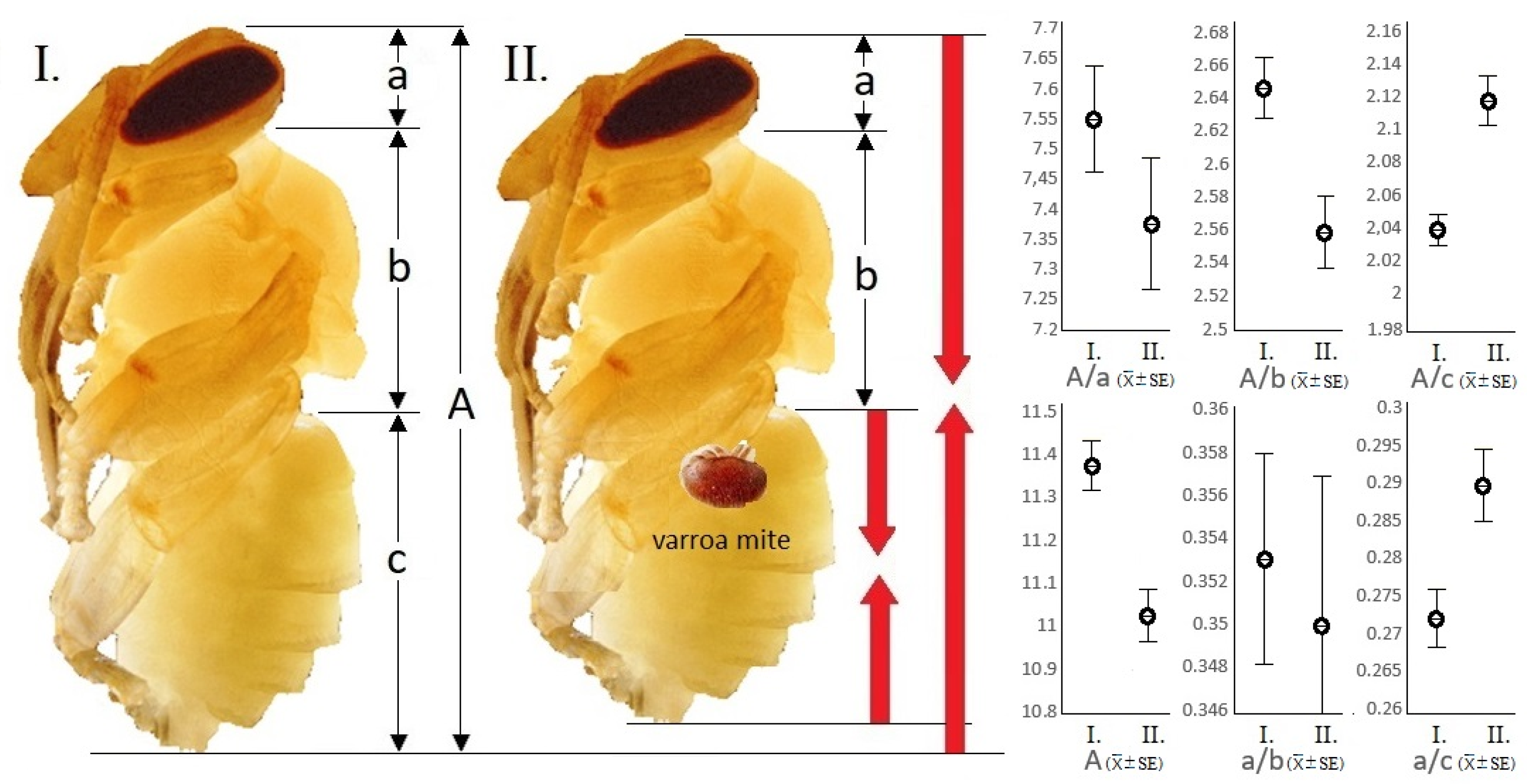 Insects 12 00717 g002 550