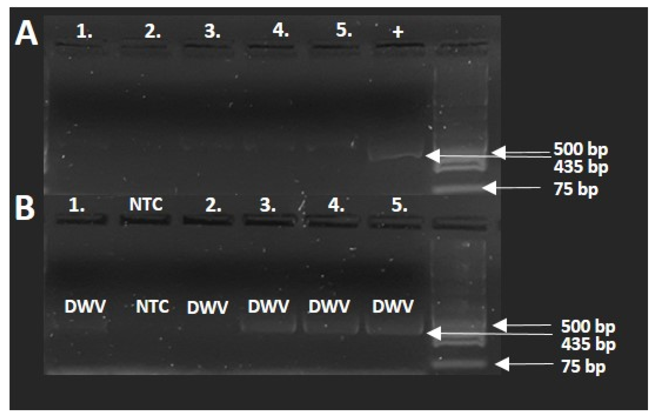 Insects 12 00717 g006 550