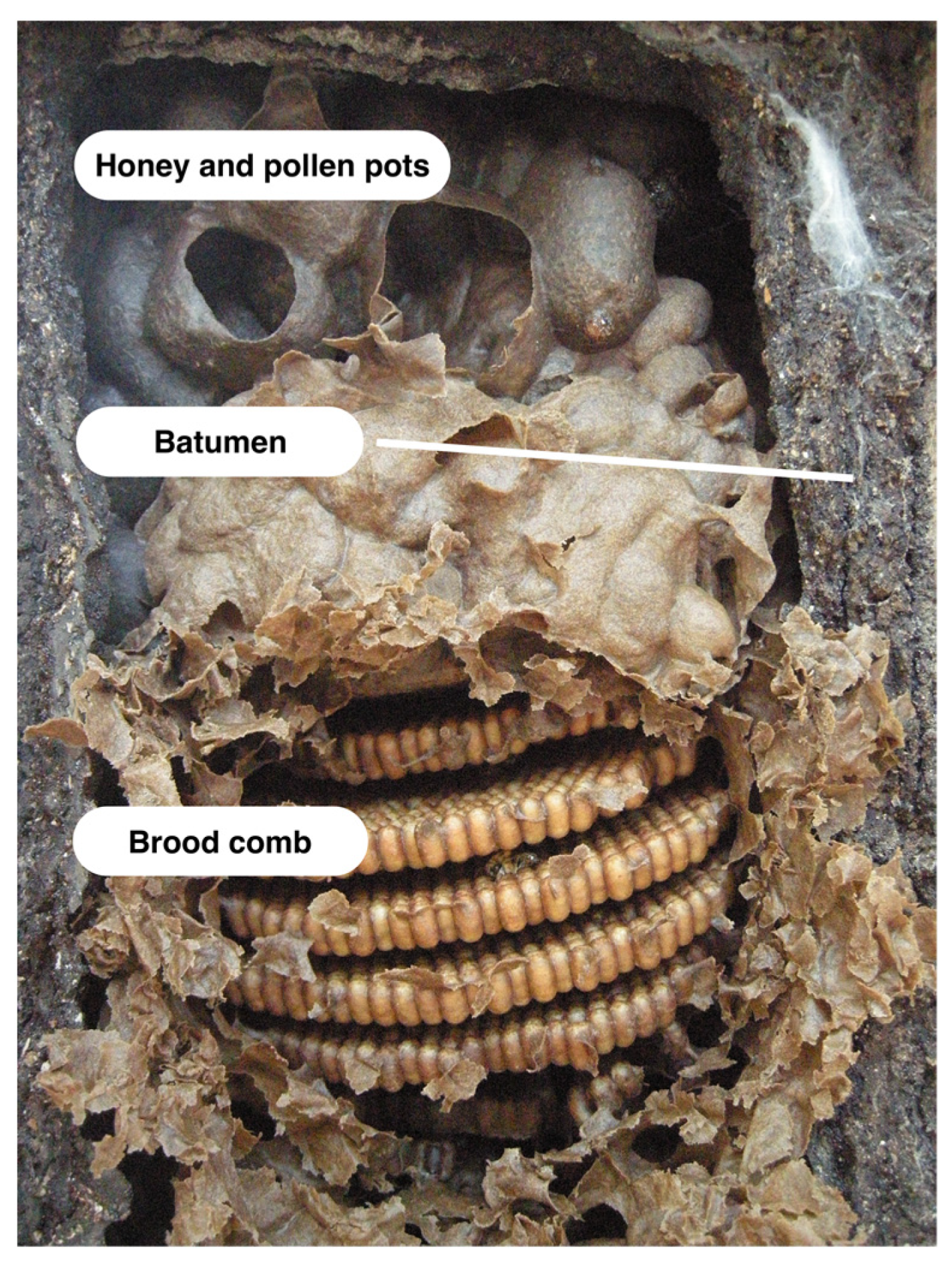 Physics for beekeepers: mold in a beehive - Honey Bee Suite