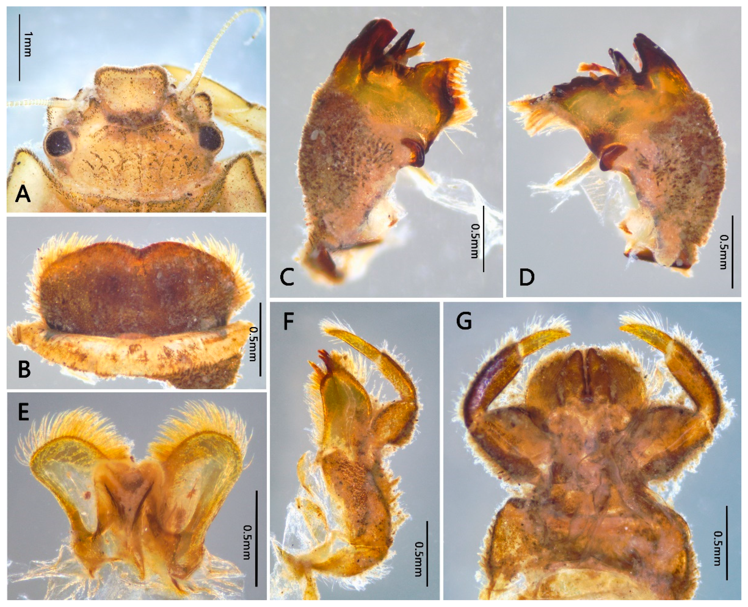 Insects 12 00723 g002