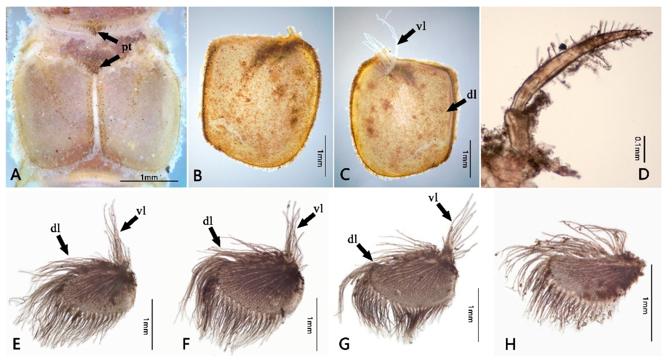 Insects 12 00723 g004