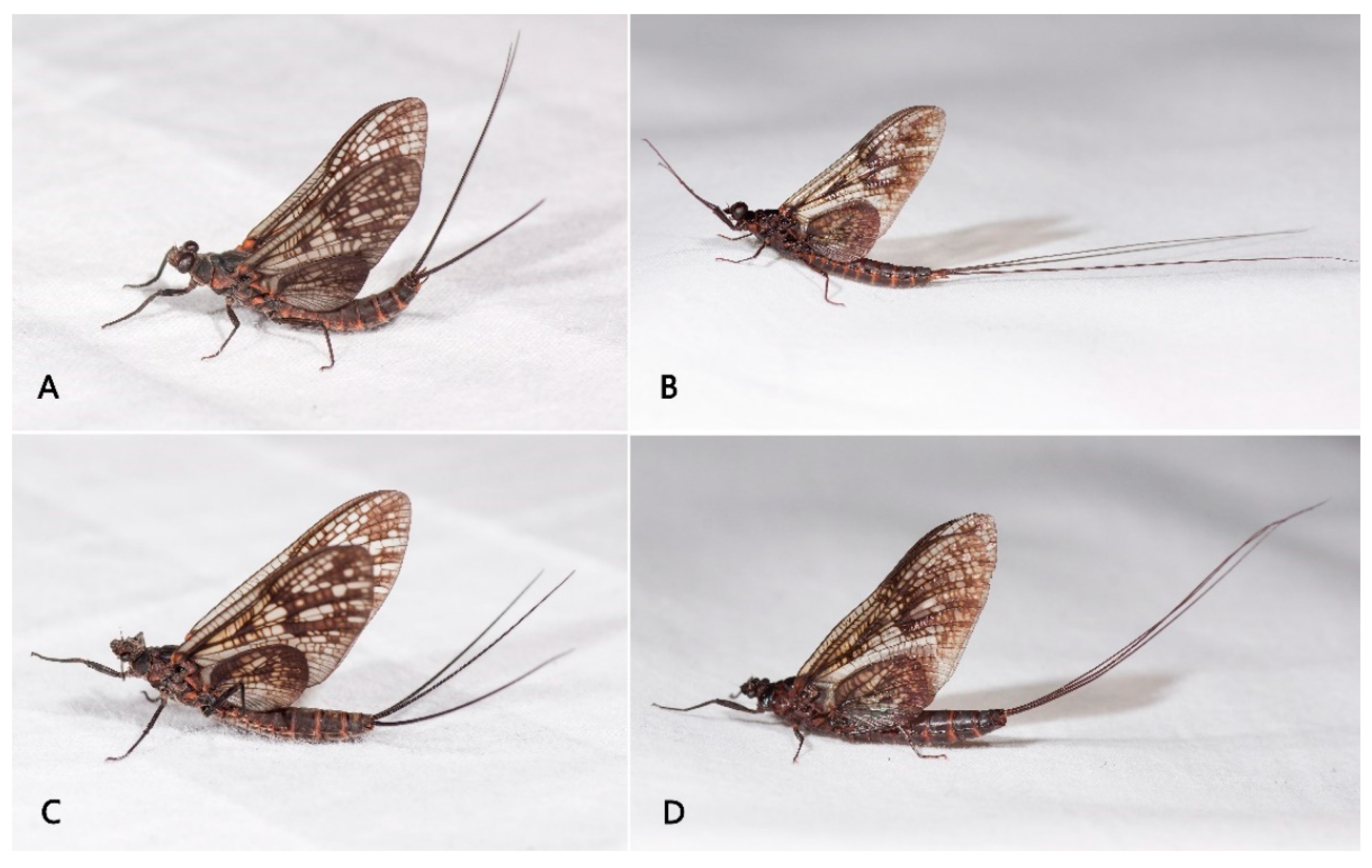 Insects 12 00723 g006