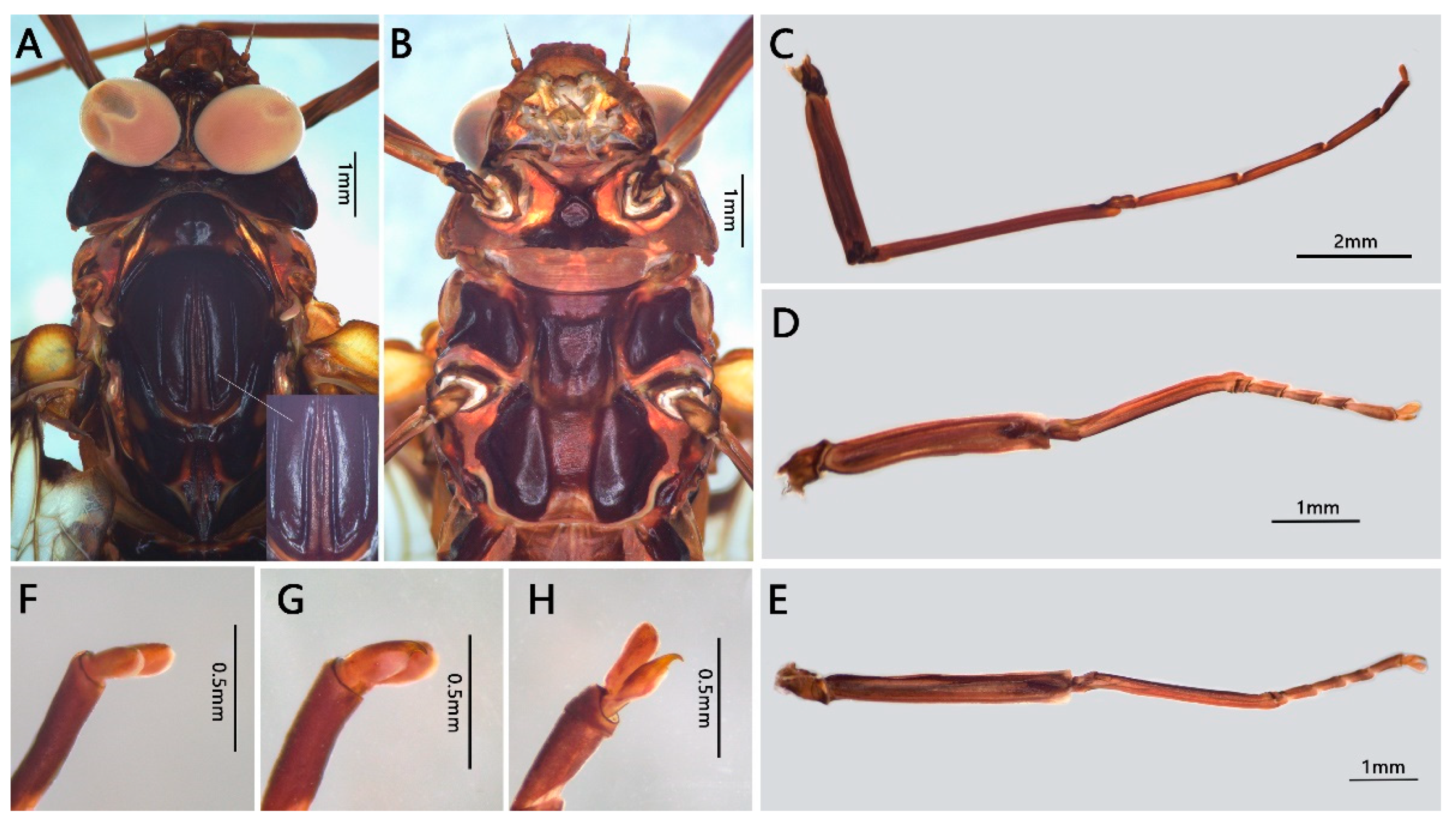 Insects 12 00723 g007