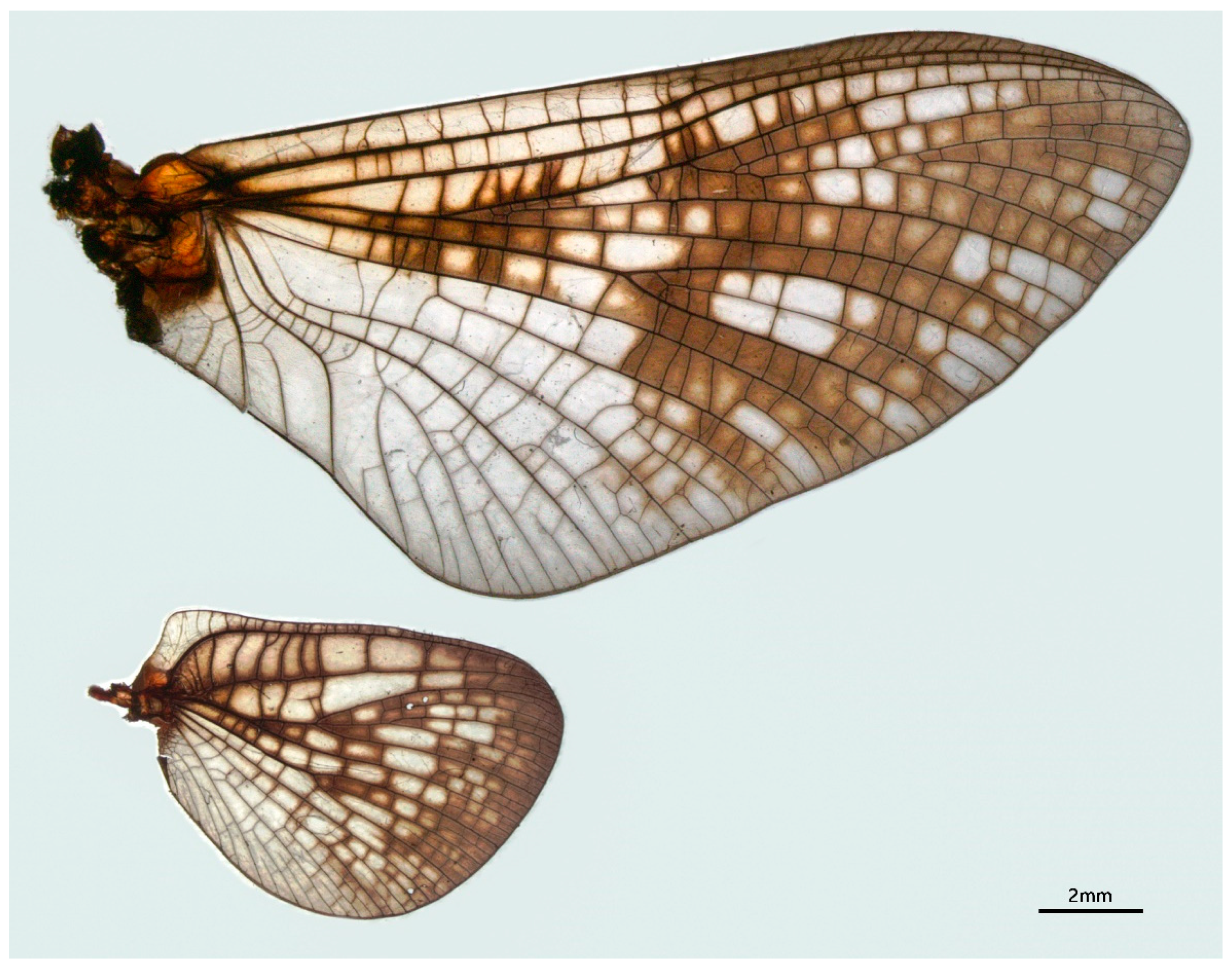 Insects 12 00723 g008