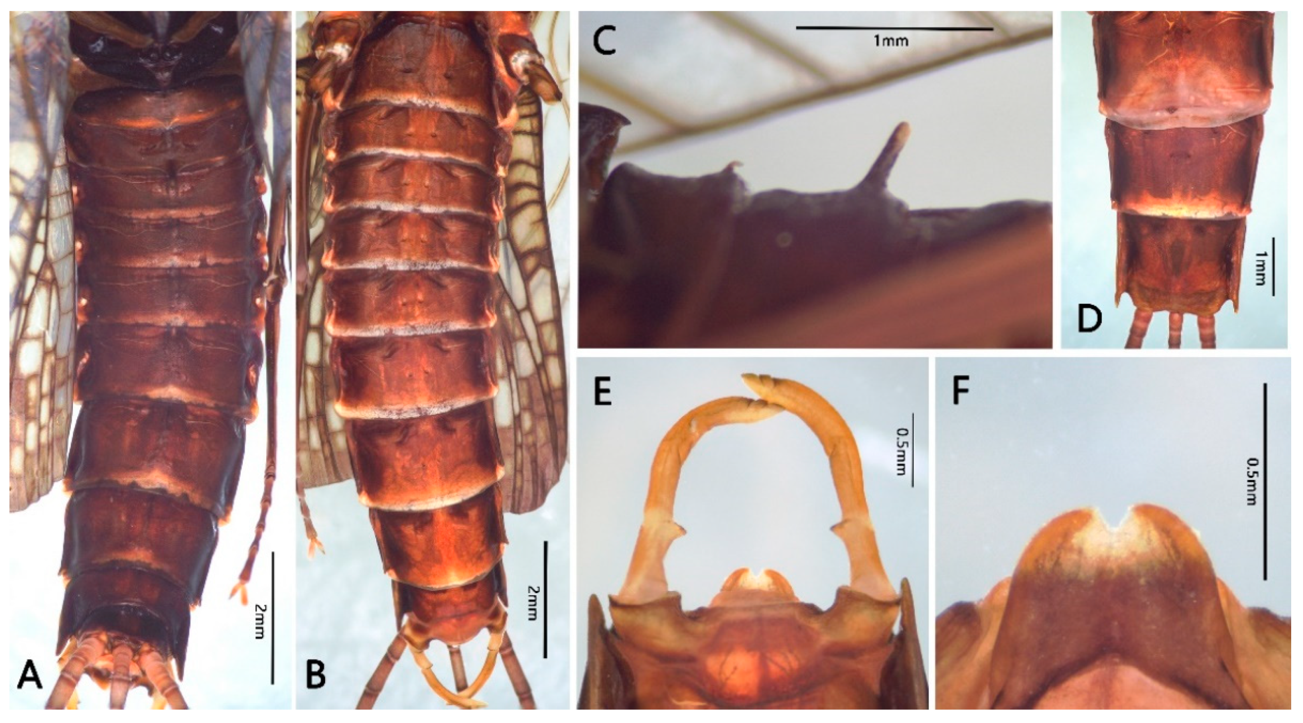Insects 12 00723 g009