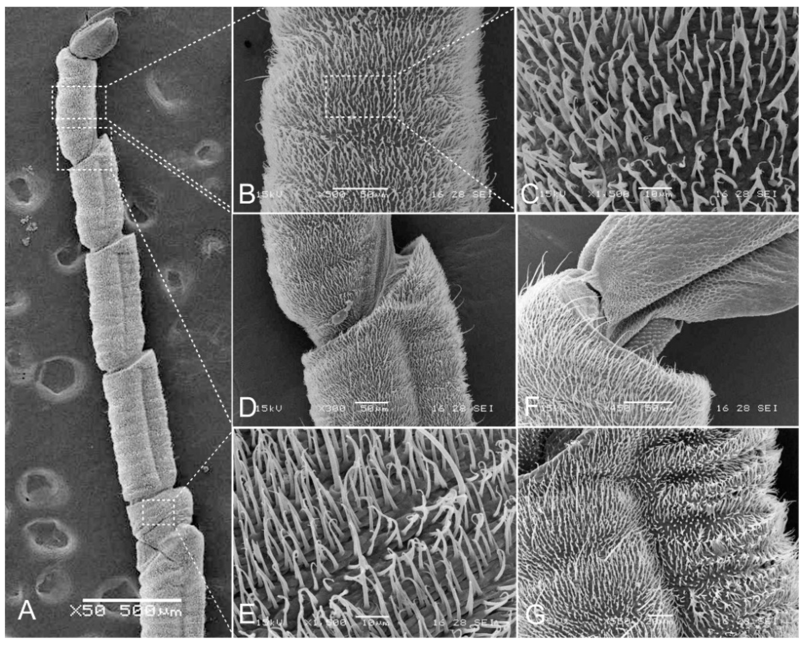 Insects 12 00723 g010