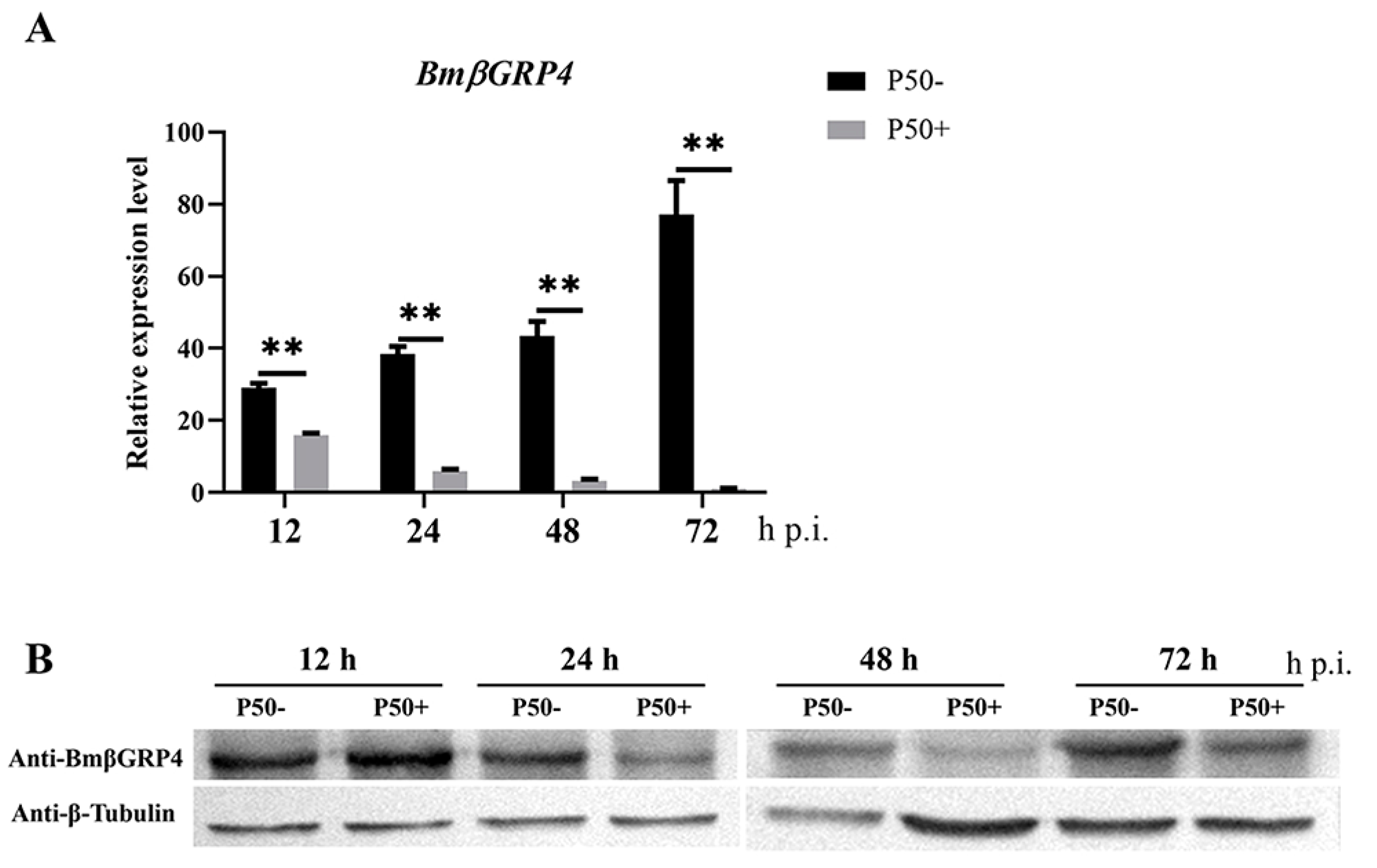 Insects 12 00743 g004