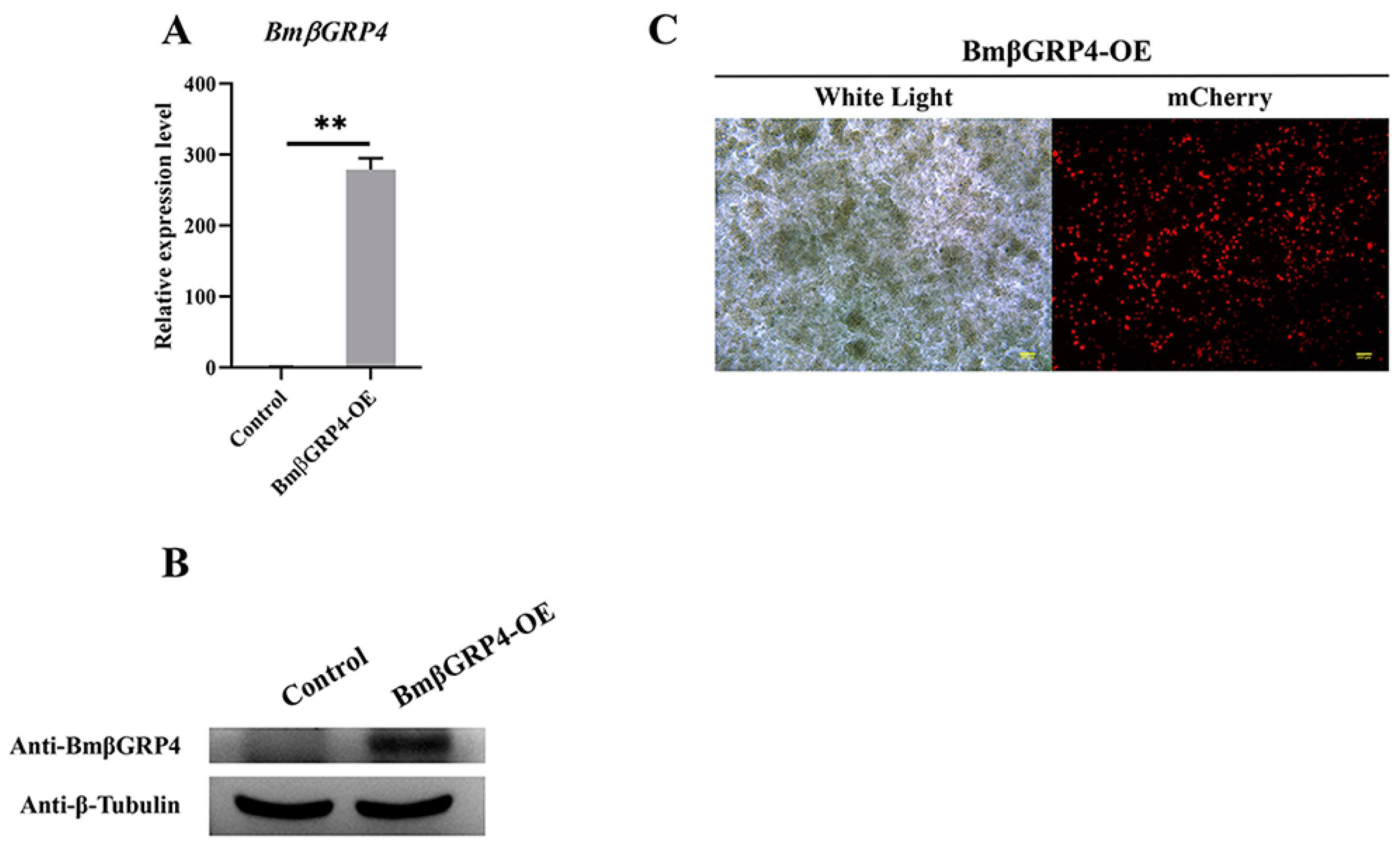 Insects 12 00743 g006