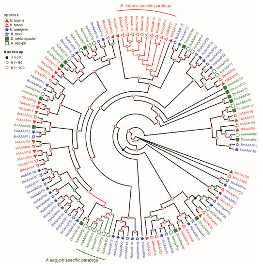 Genome-Wide Analysis of the Amino Acid Auxin Permease (AAAP) Gene