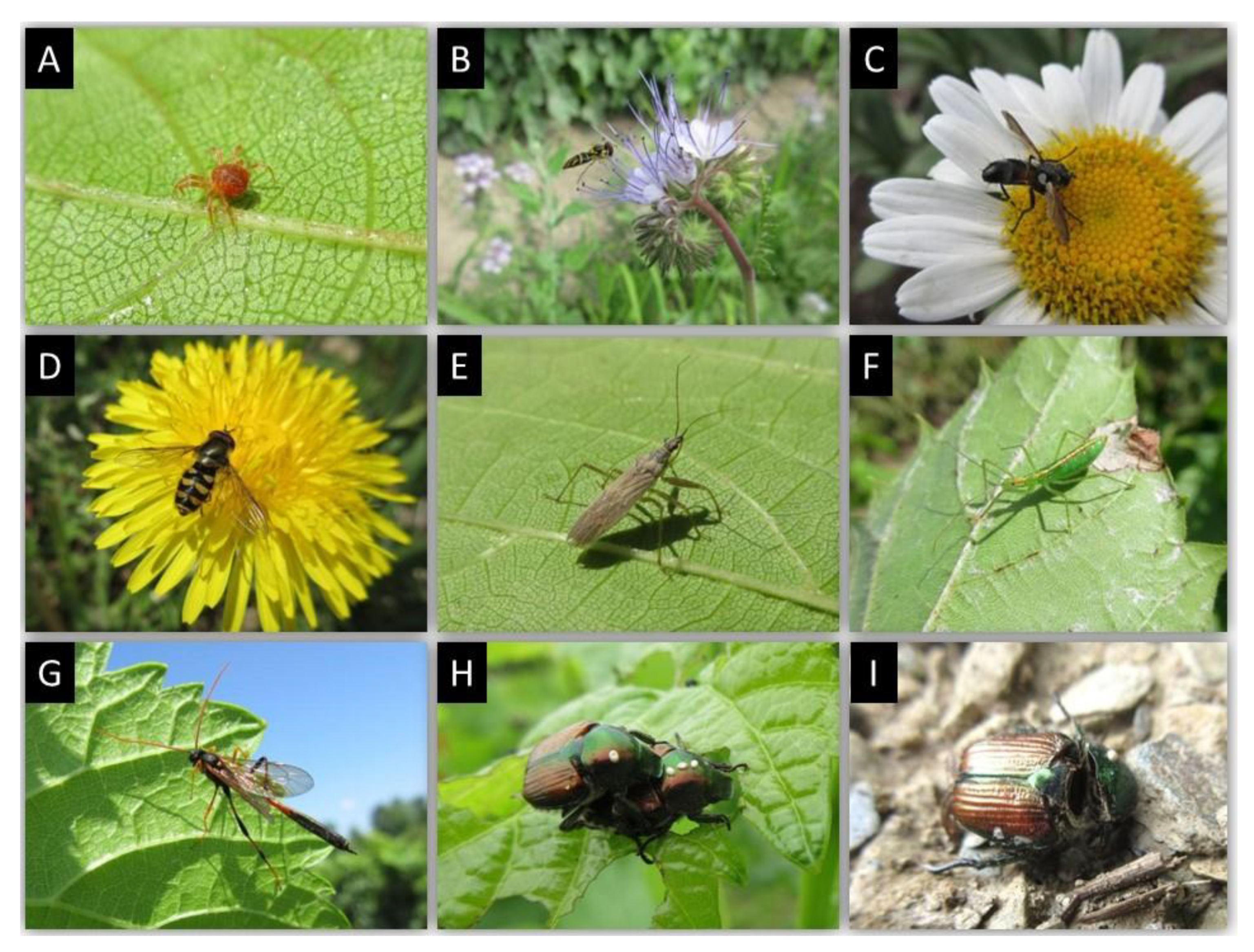 Insects 12 00750 g003 Insects 12 00750 g003