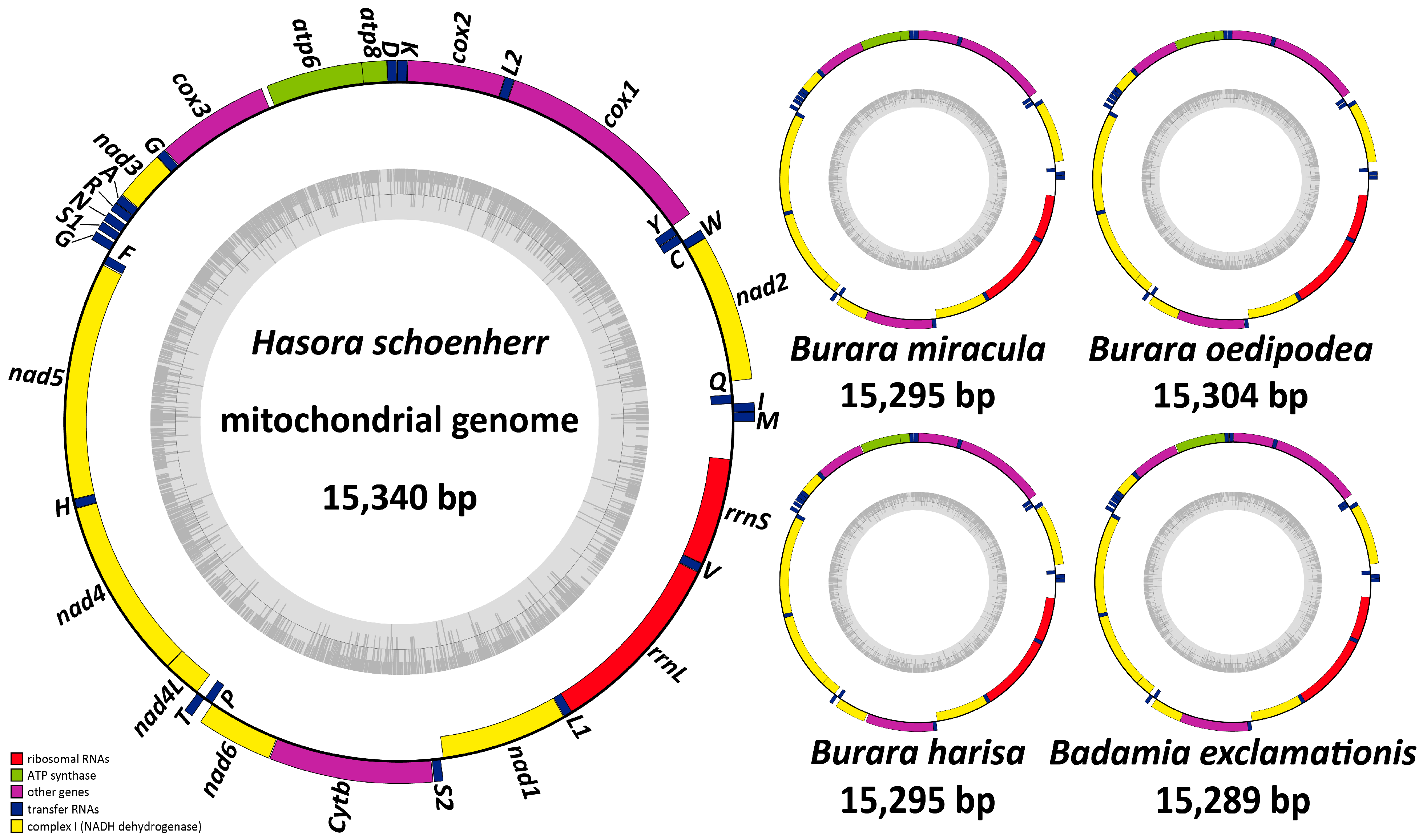 Insects 12 00757 g001
