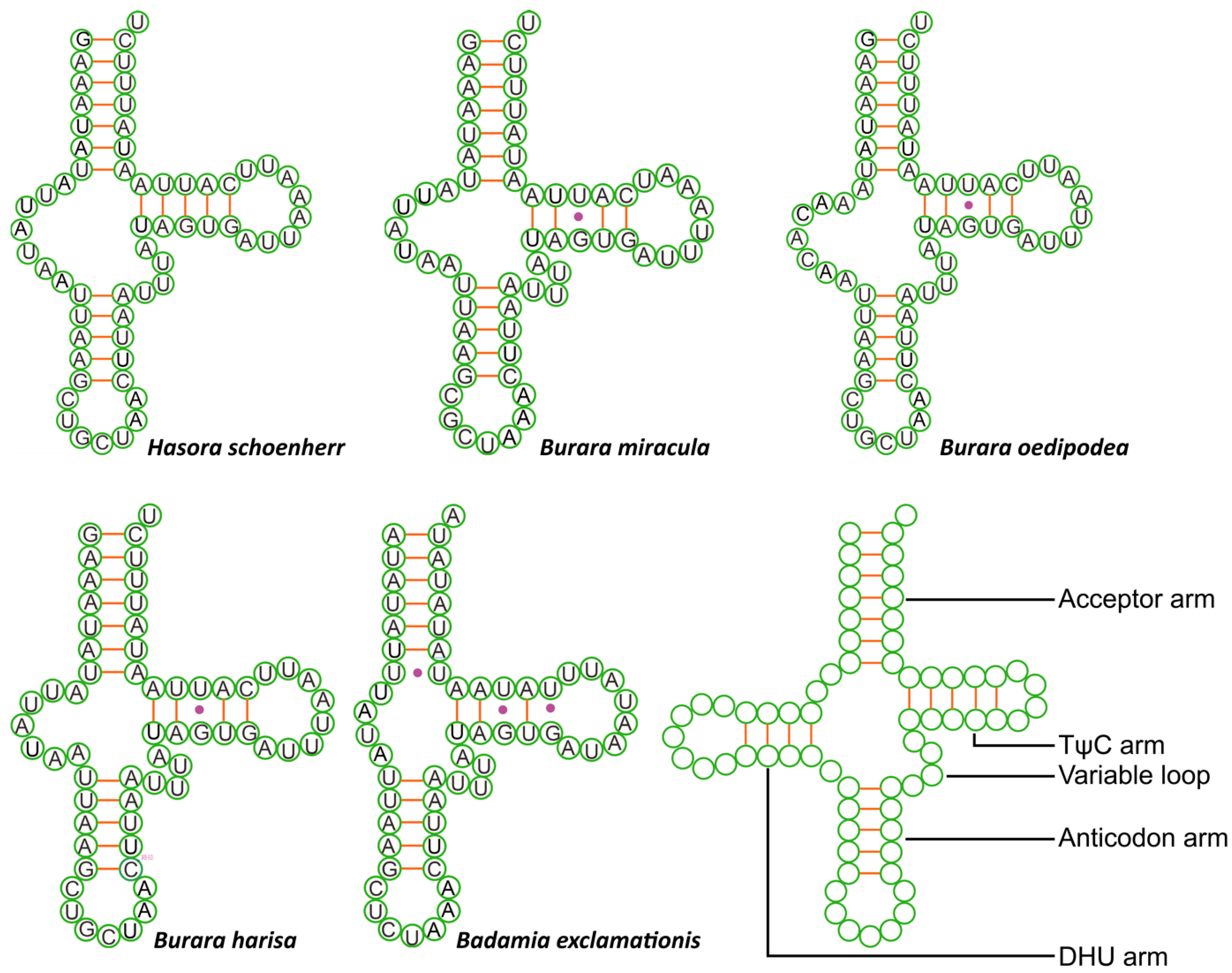 Insects 12 00757 g003
