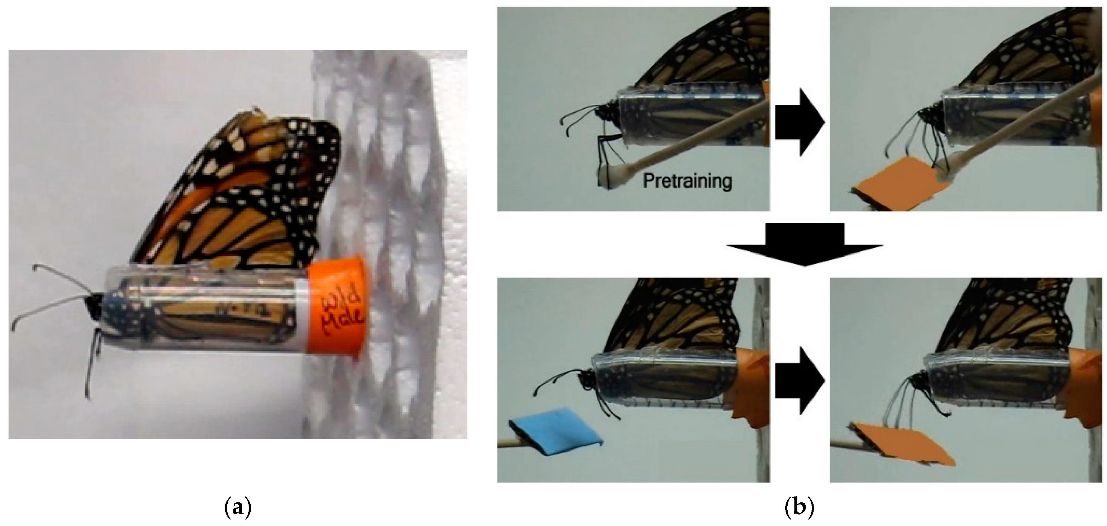 3 Butterfly Monarch Pkg/12