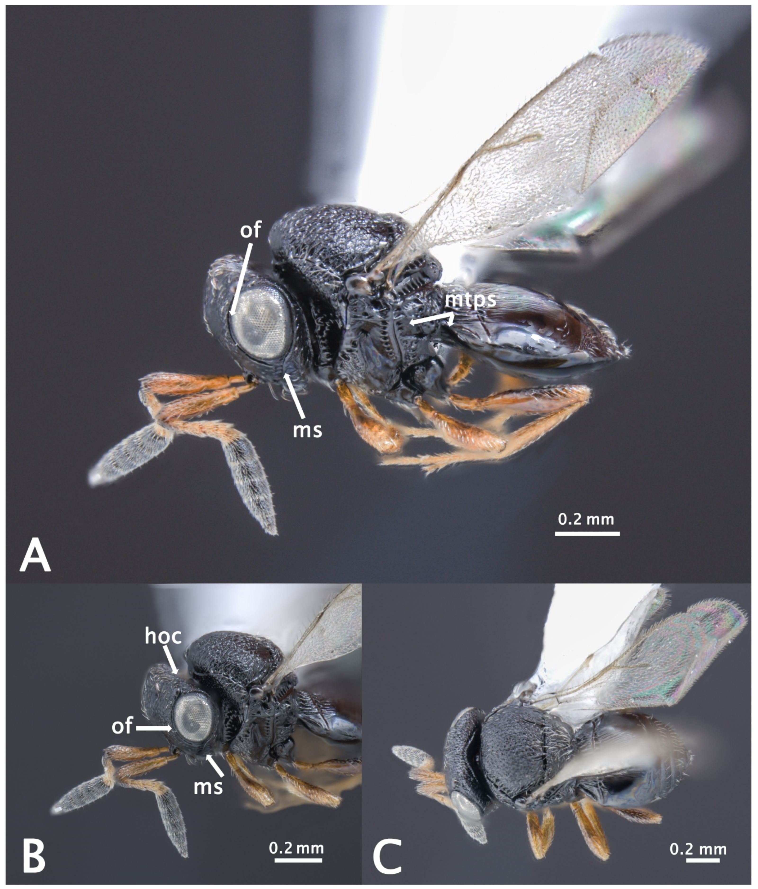 mm First Detection of the Adventive Egg Parasitoid of