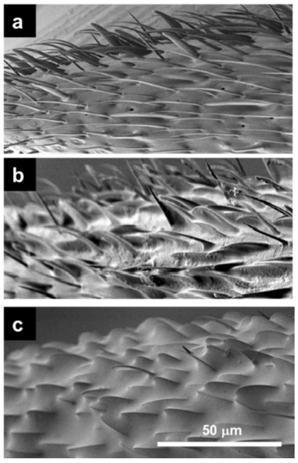 Insects 12 00773 g001