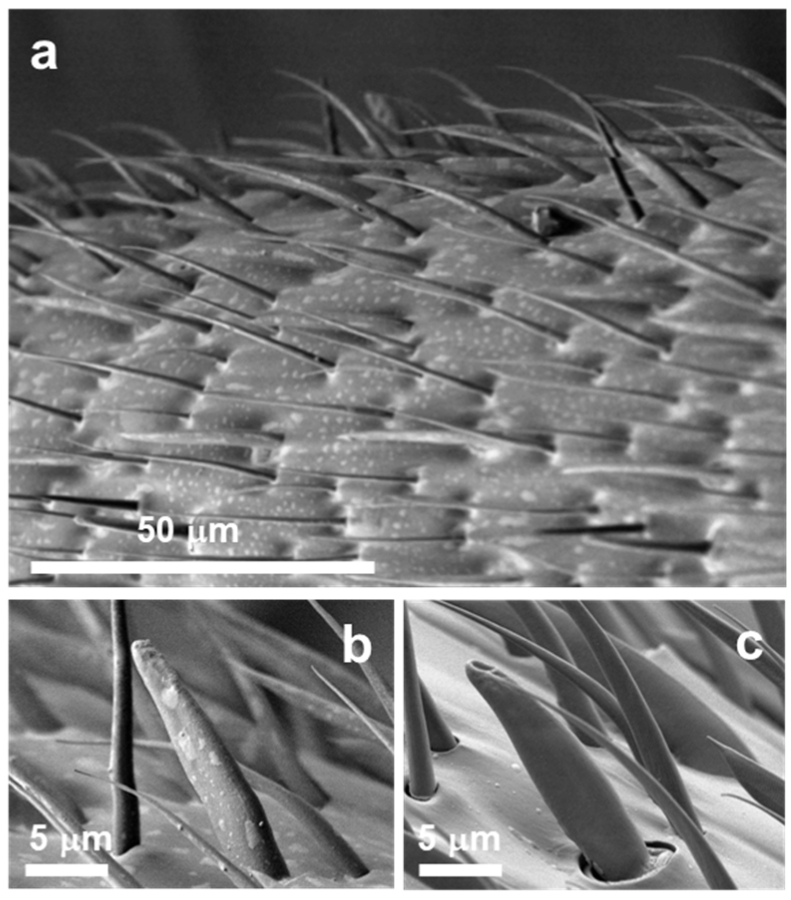 Insects 12 00773 g002