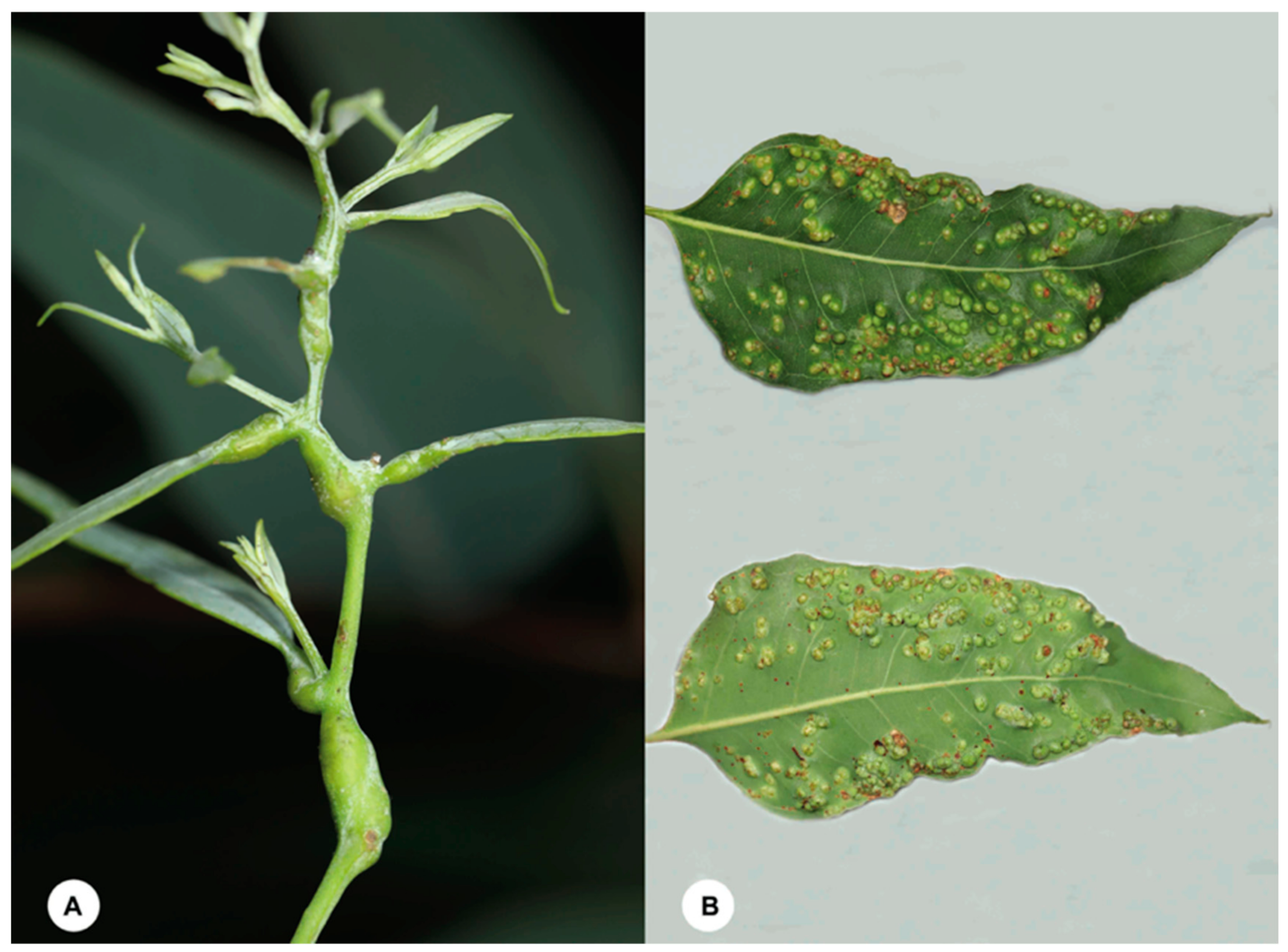 Insects 12 00778 g001 Insects 12 00778 g001