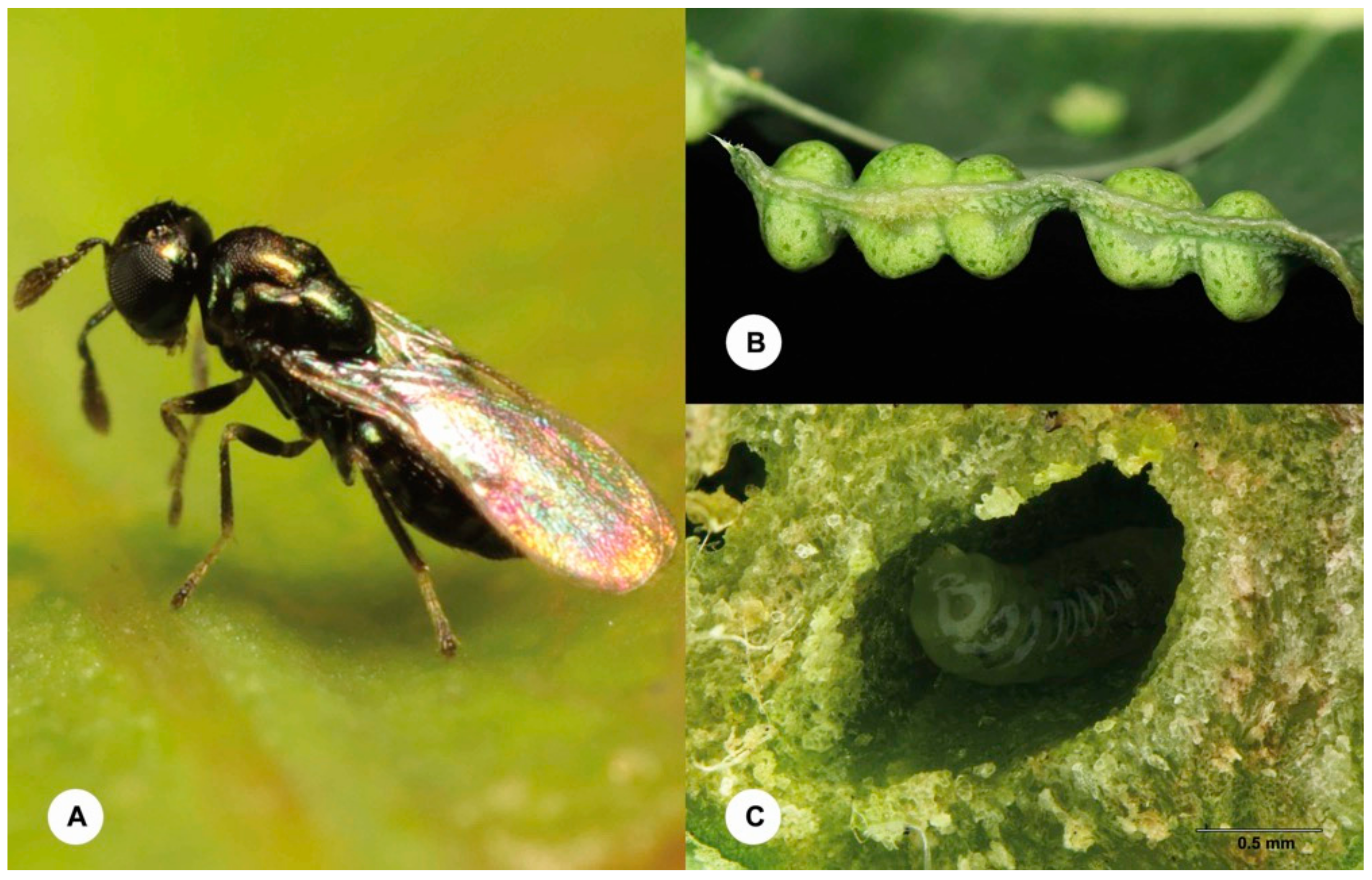 Insects 12 00778 g002 Insects 12 00778 g002