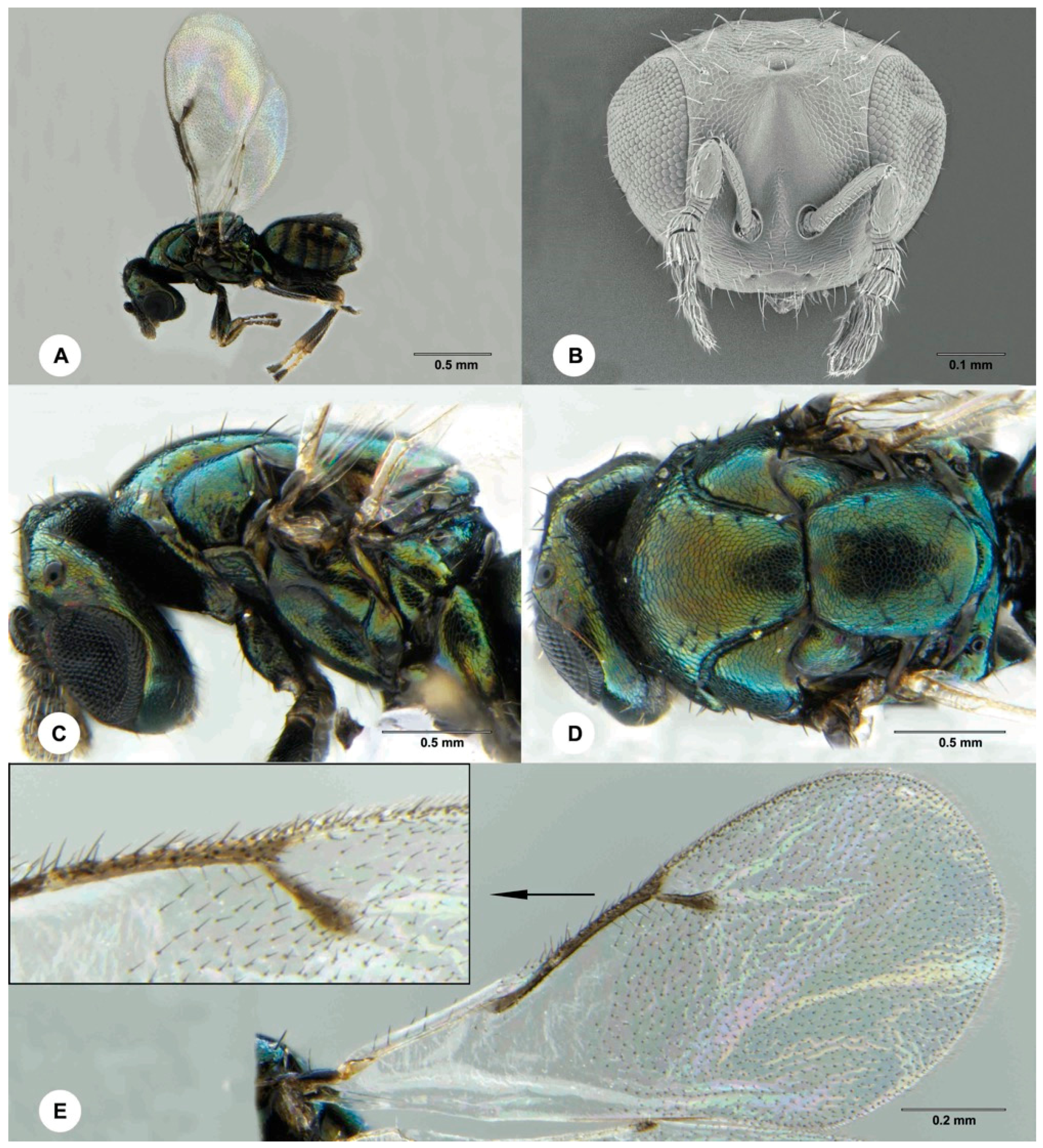 Insects 12 00778 g005 Insects 12 00778 g005