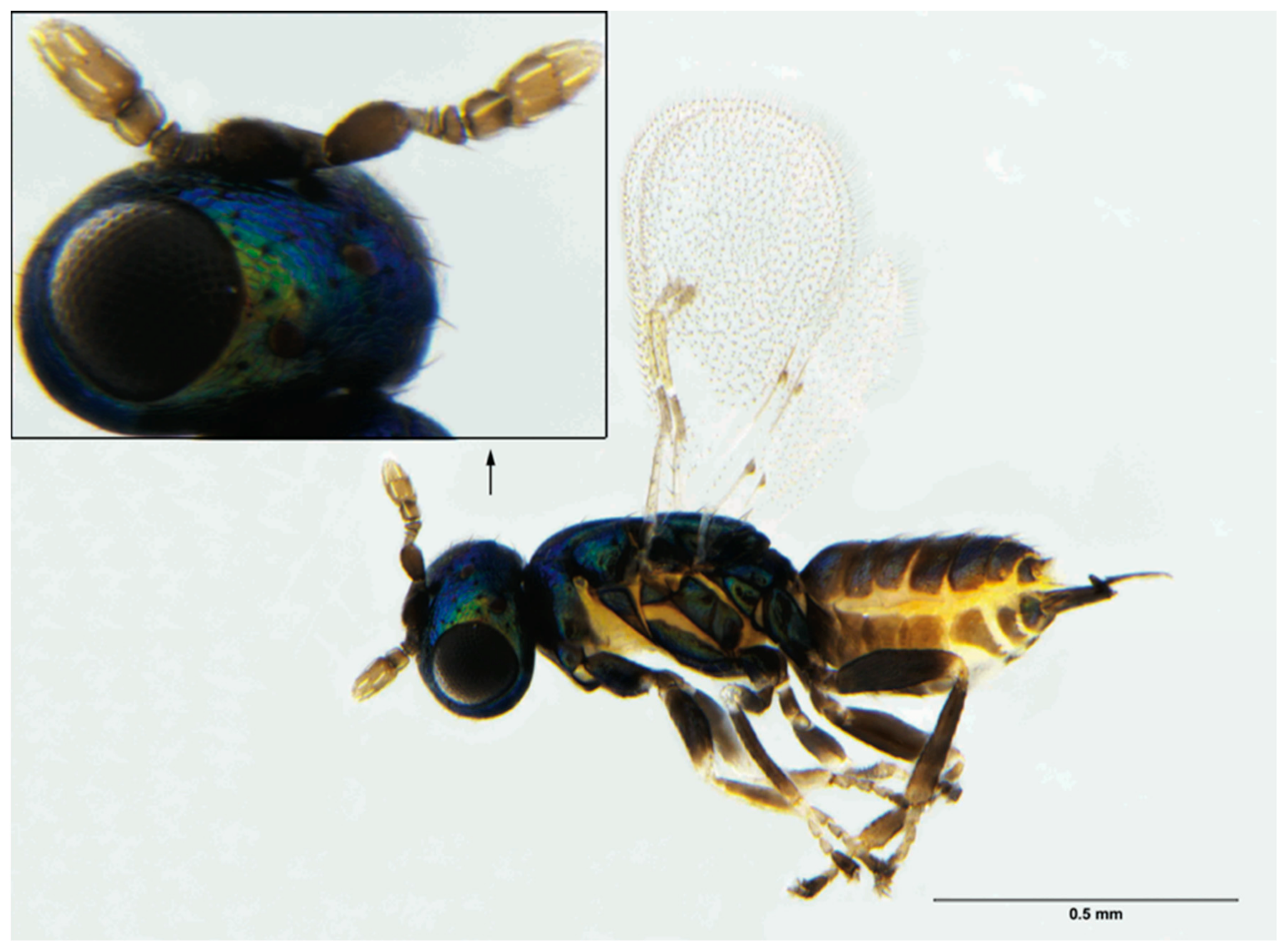 Insects 12 00778 g006 Insects 12 00778 g006