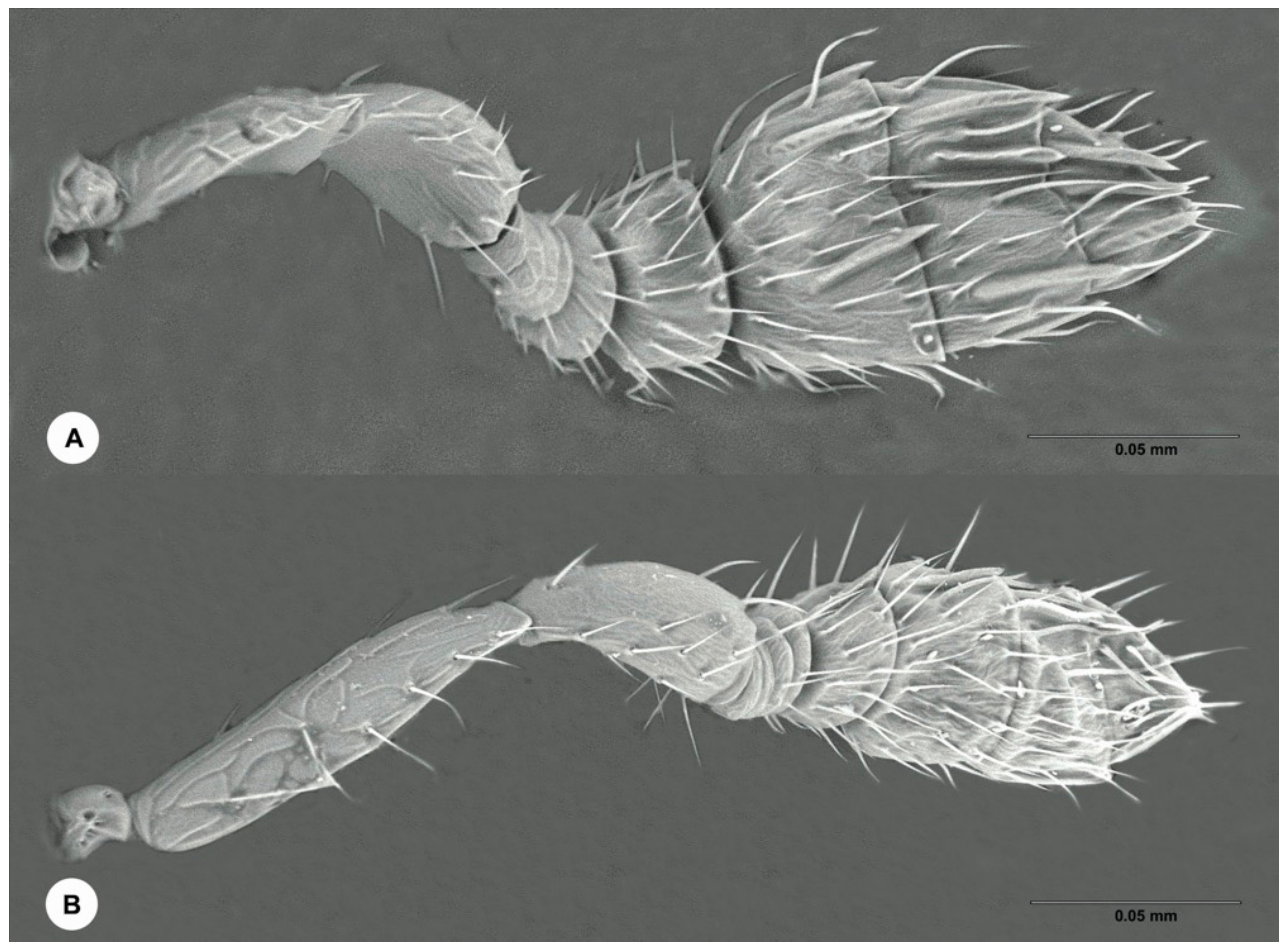 Insects 12 00778 g007 Insects 12 00778 g007