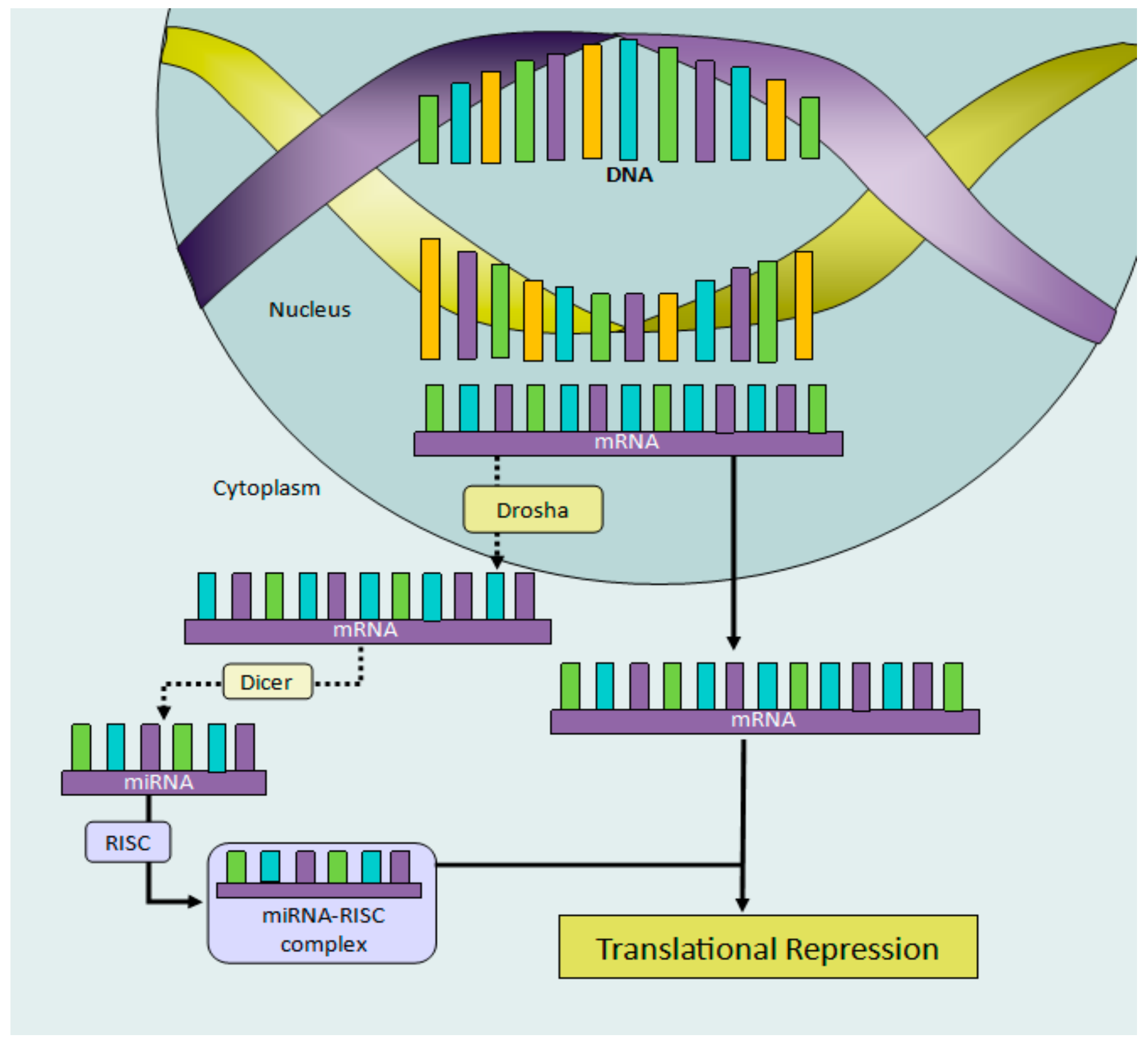 Insects 12 00780 g003