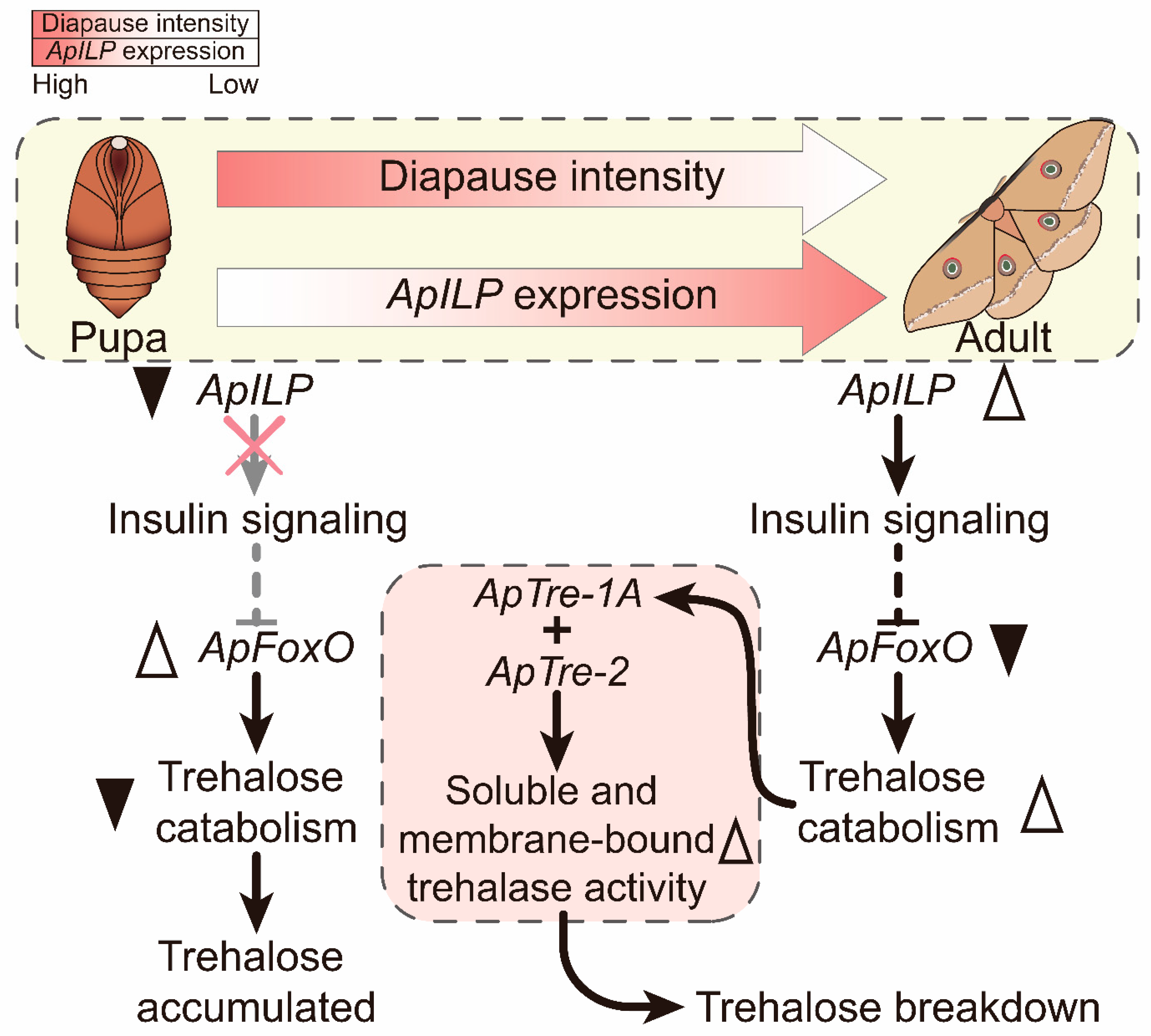 Insects 12 00784 g007 550
