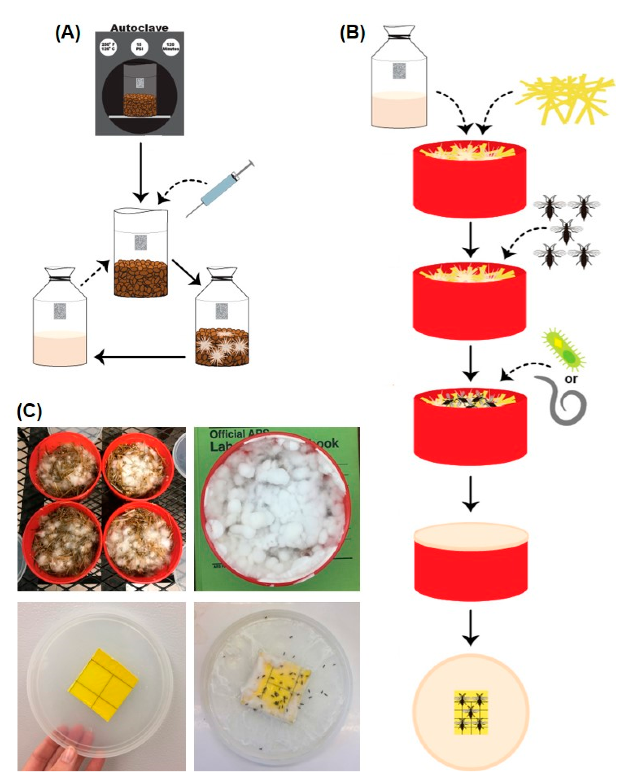 Insects 12 00786 g002 550