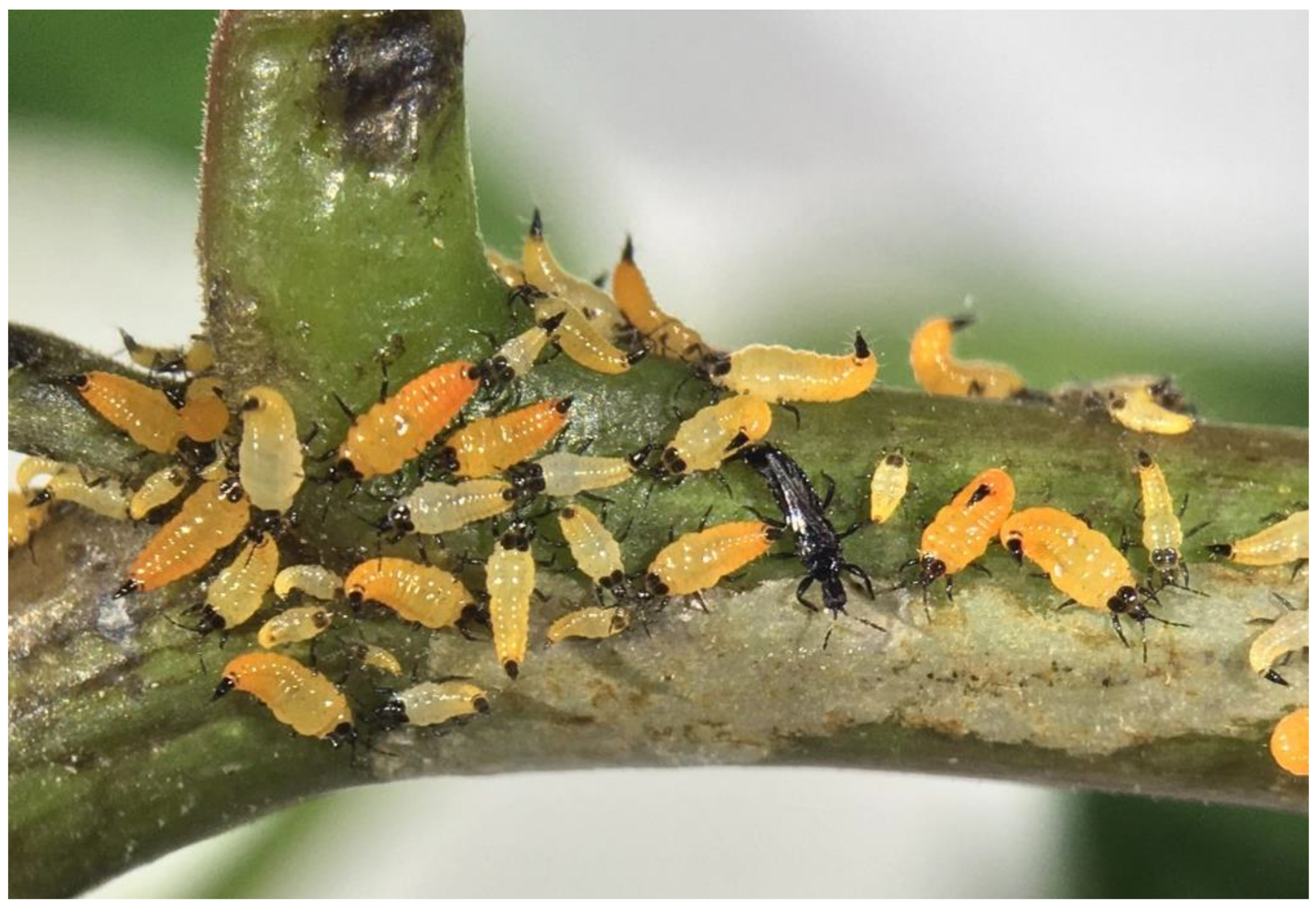 Insects 12 00790 g001 550