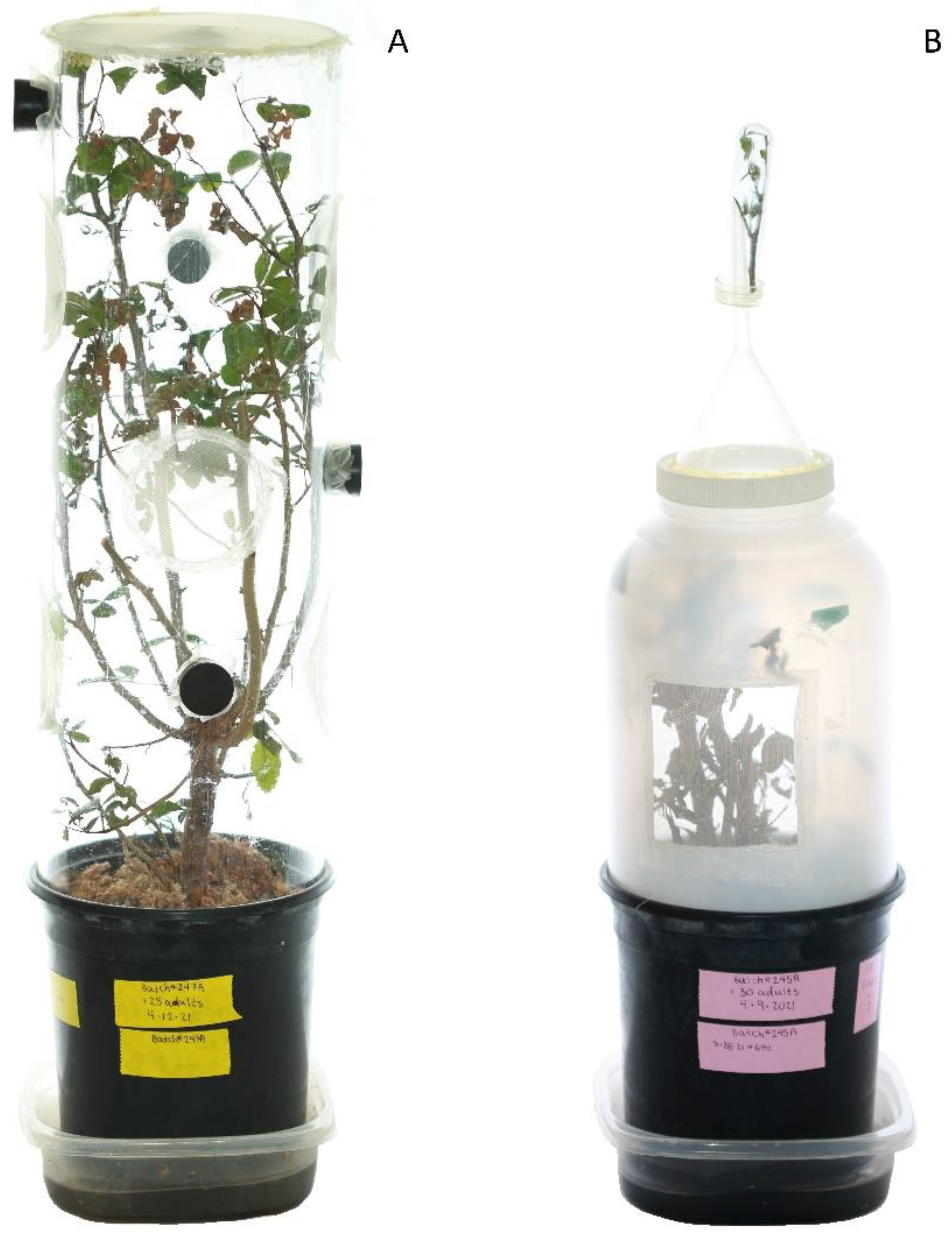 Insects 12 00790 g002 550