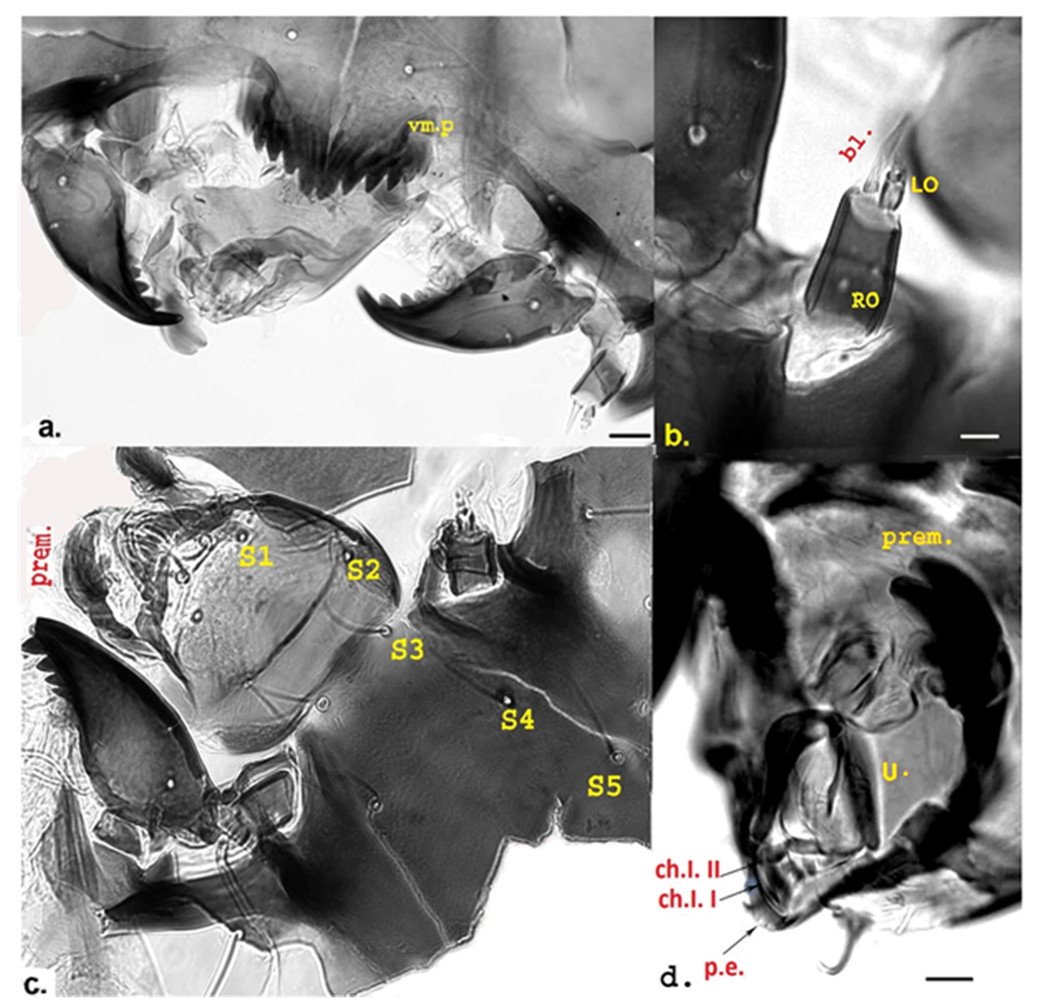Insects 12 00792 g005