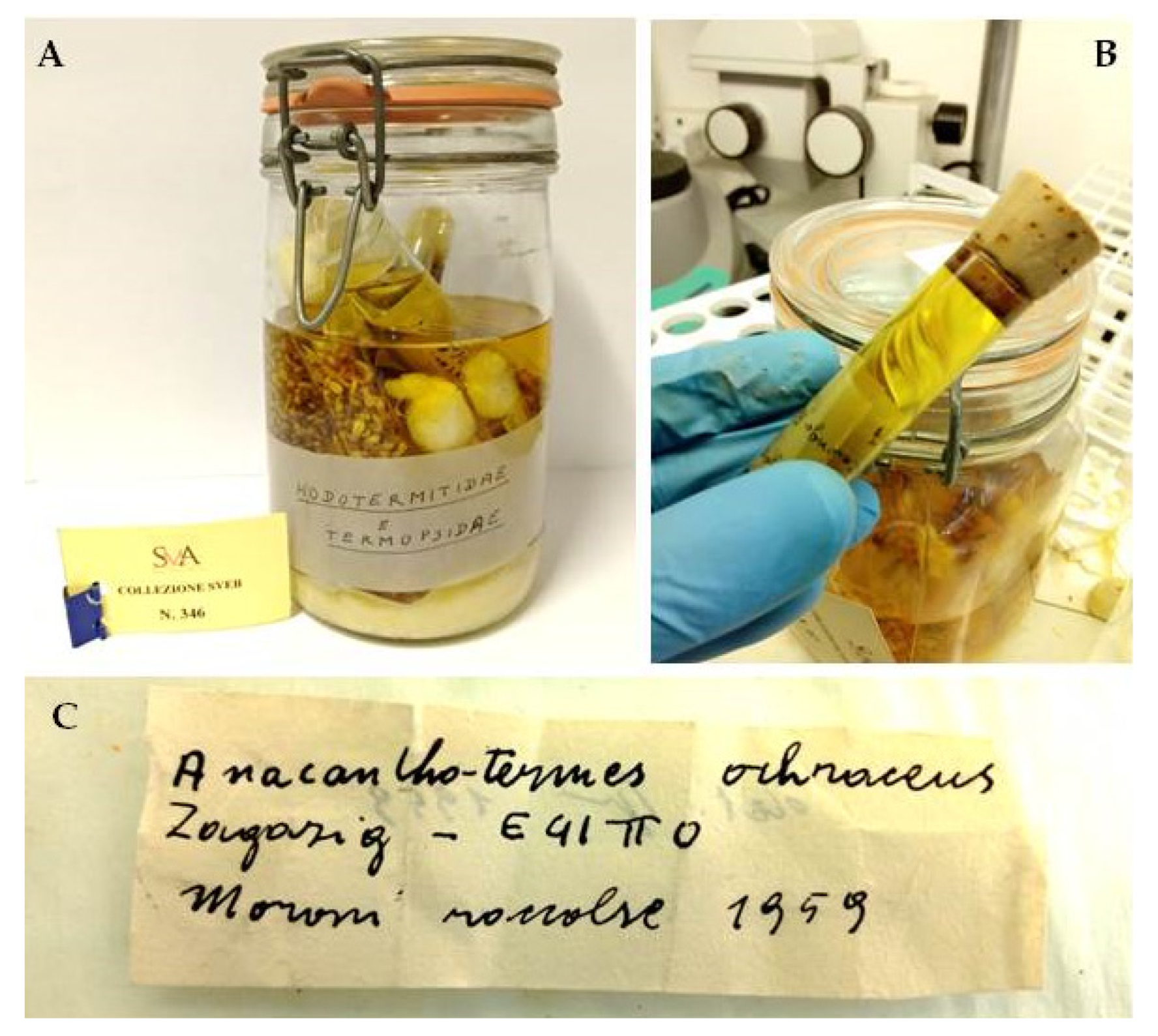 Insects 12 00793 g001 550