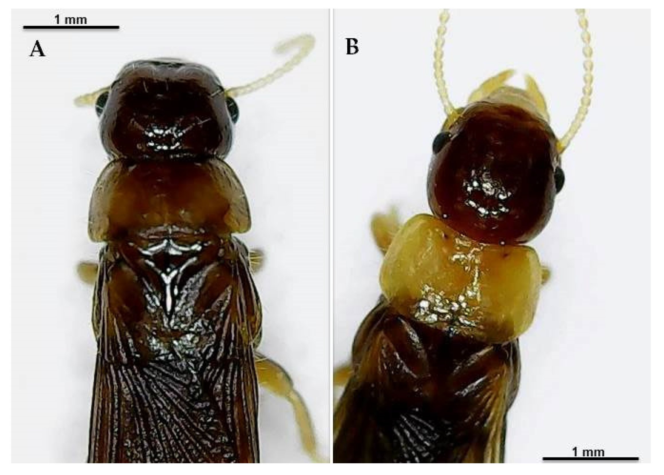 Insects 12 00793 g002 550