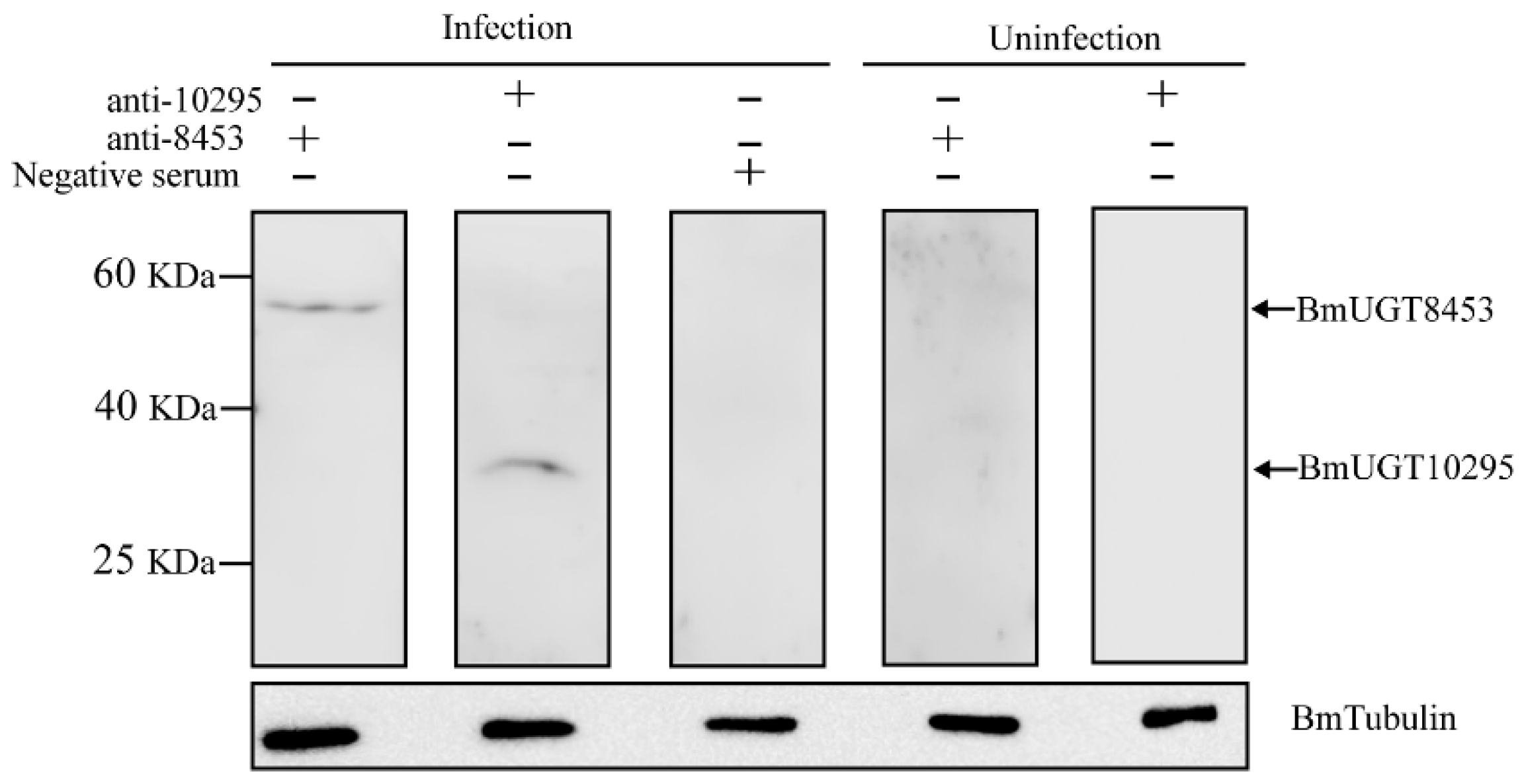 Insects 12 00799 g004 550